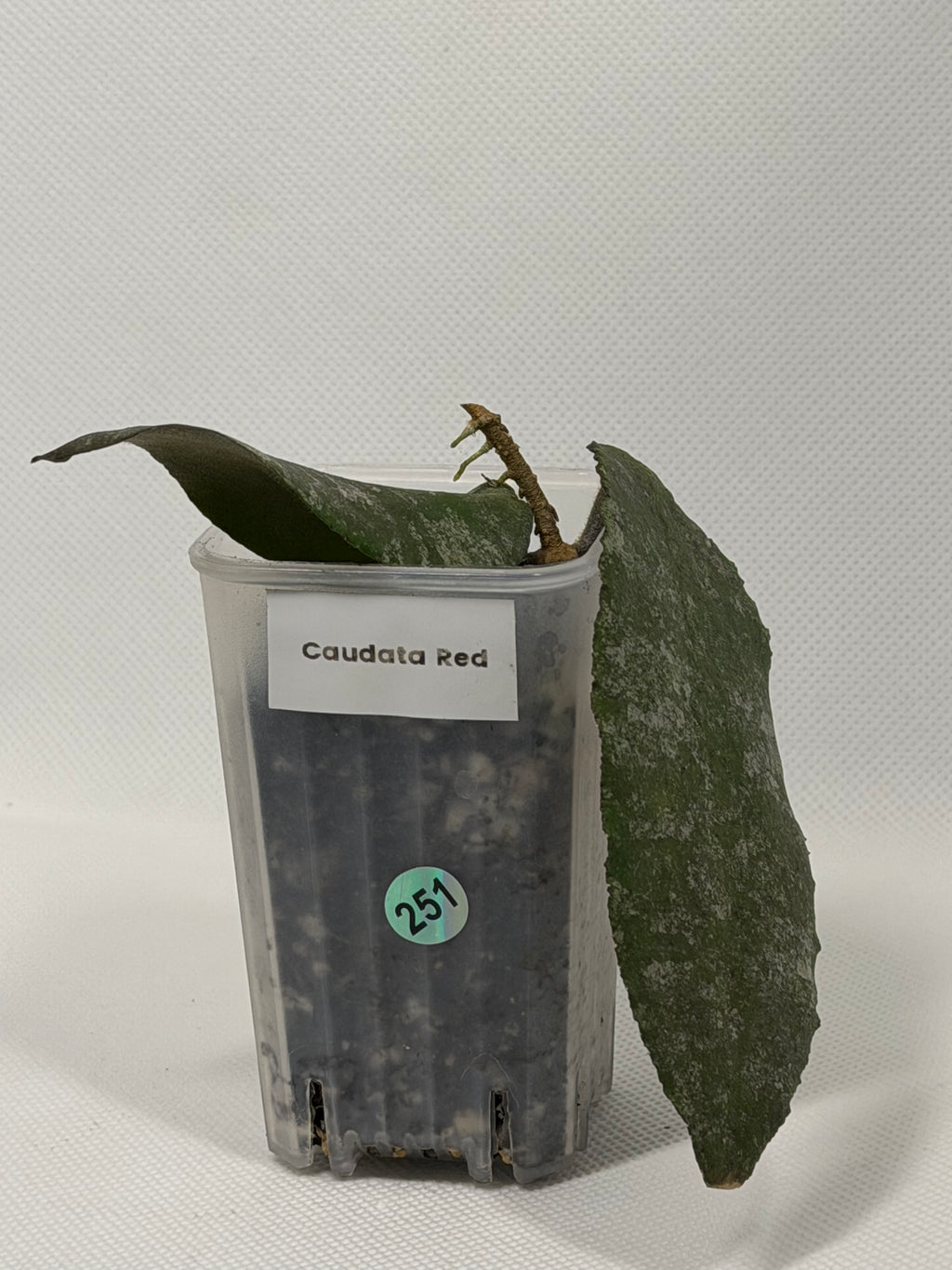 Caudata Red