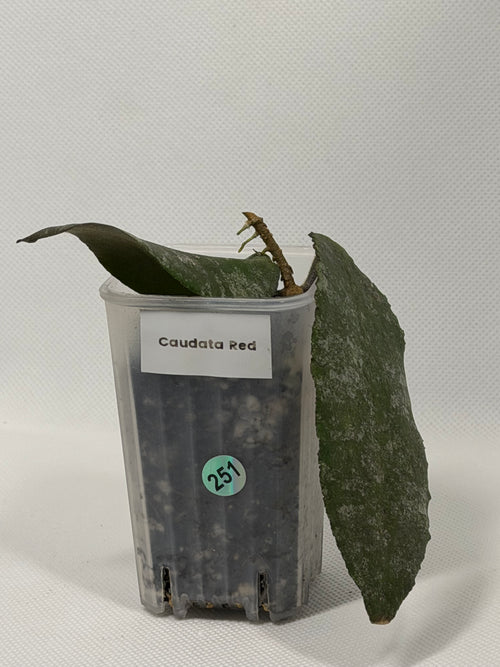 Caudata Red