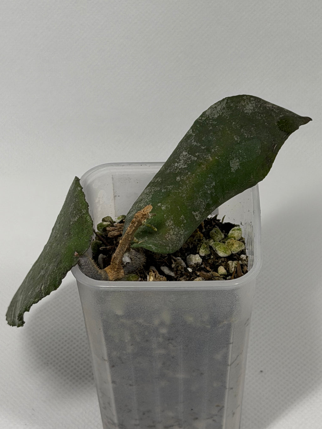 Caudata Red