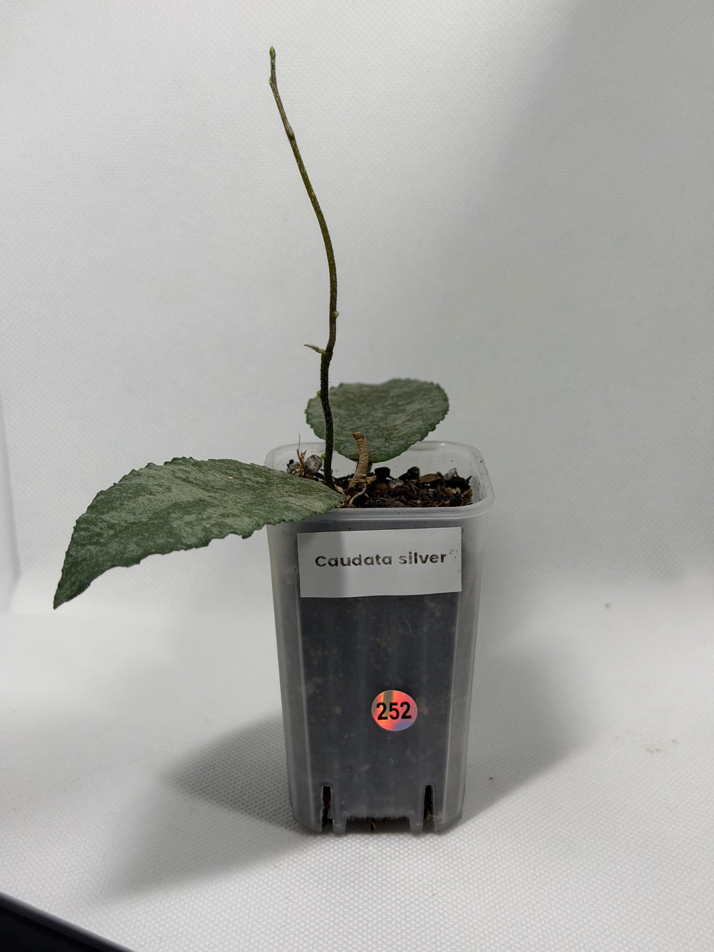 Caudata Silver Sparkling Snow