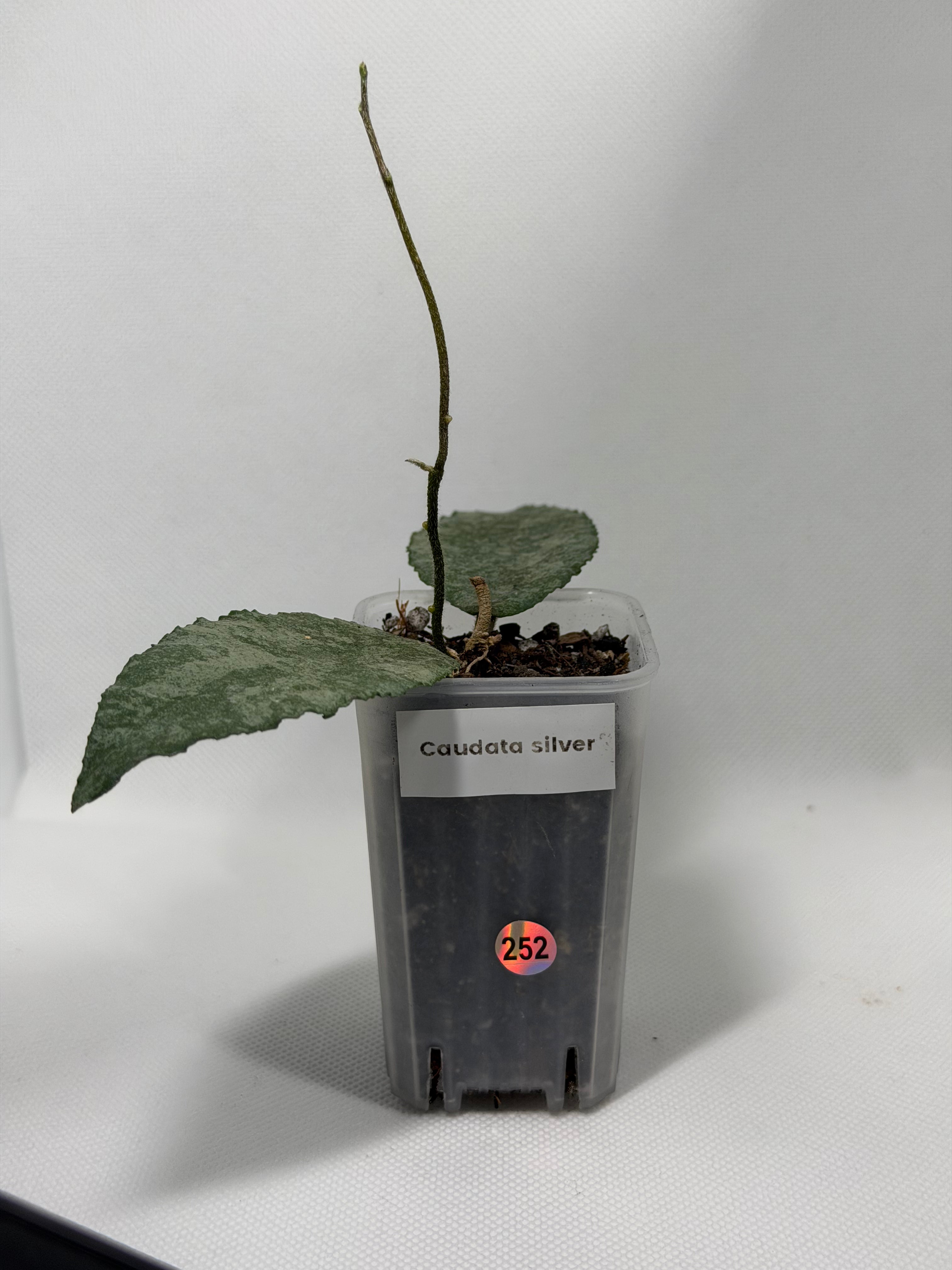 Caudata Silver Sparkling Snow
