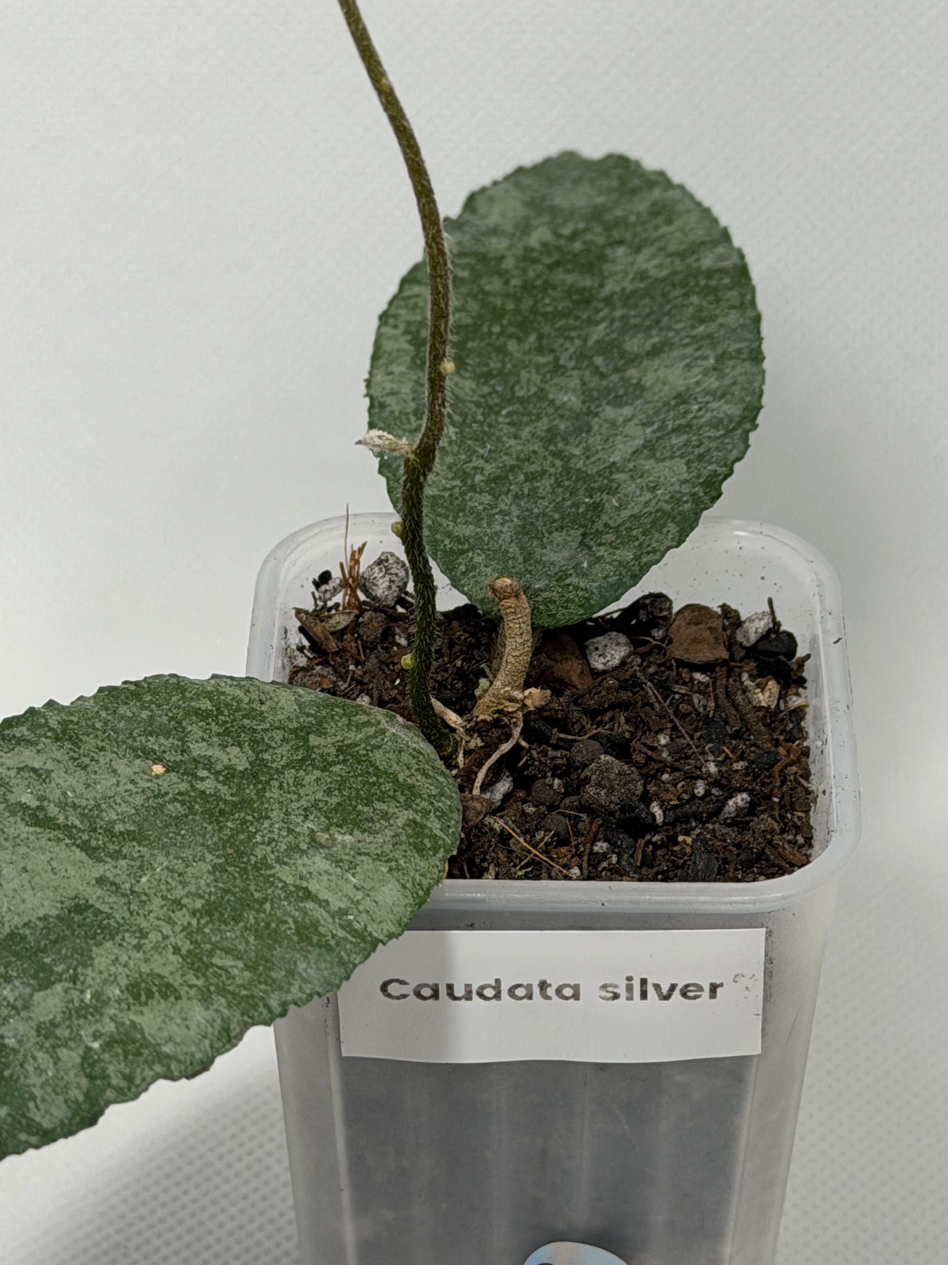 Caudata Silver Sparkling Snow