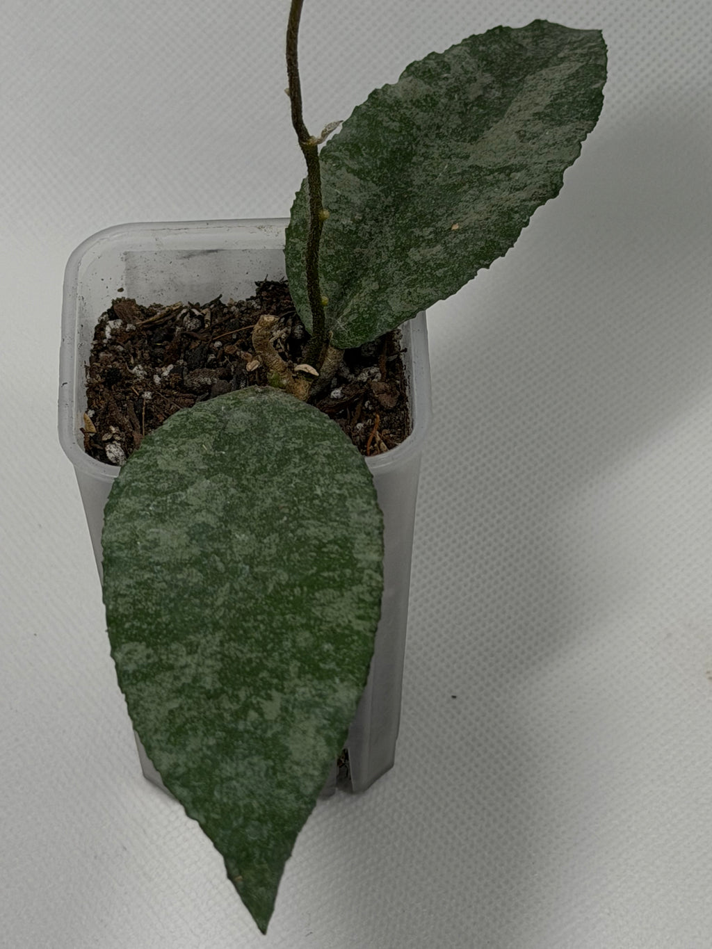 Caudata Silver Sparkling Snow