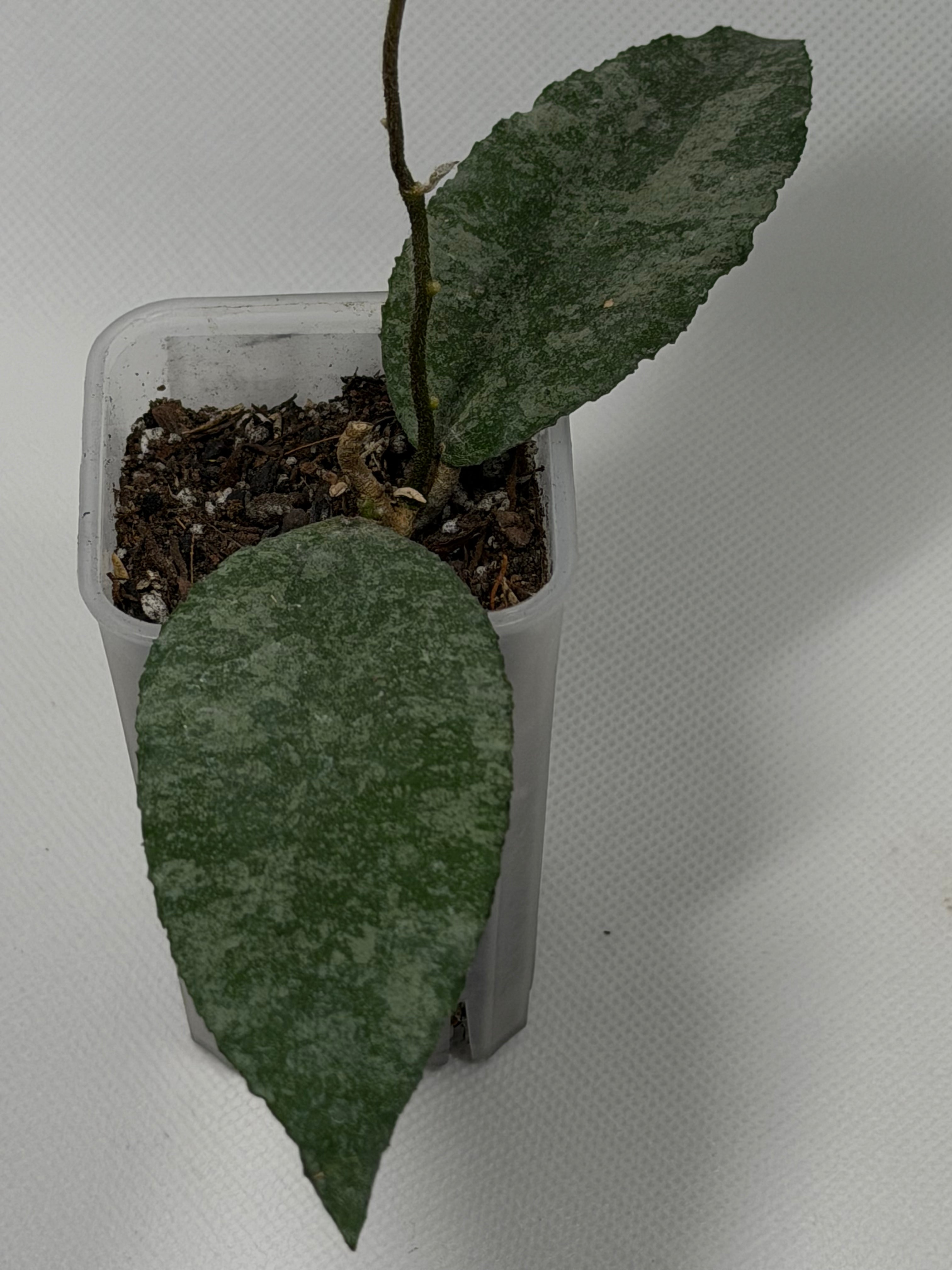Caudata Silver Sparkling Snow
