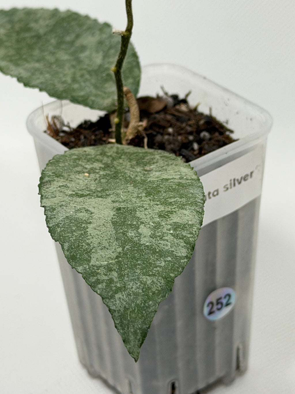 Caudata Silver Sparkling Snow