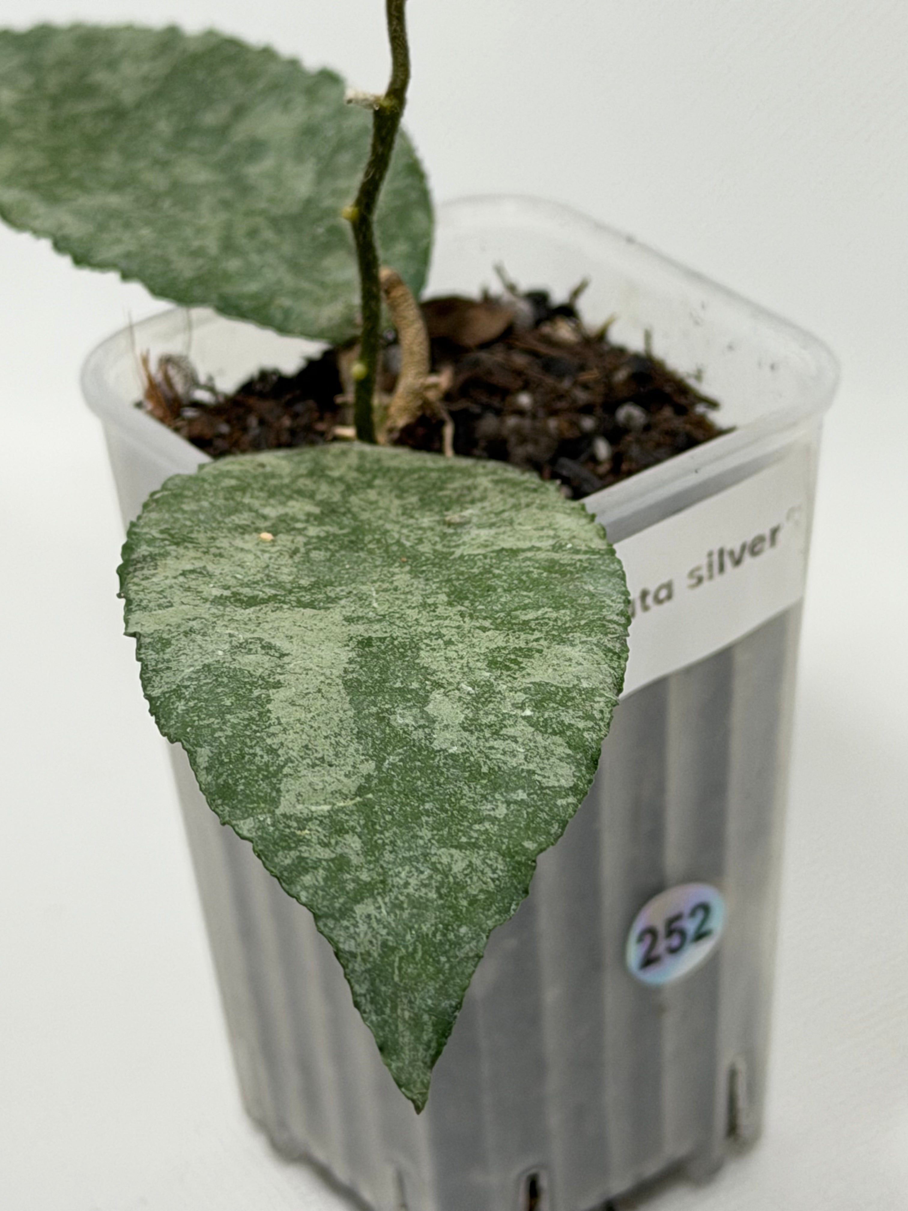 Caudata Silver Sparkling Snow