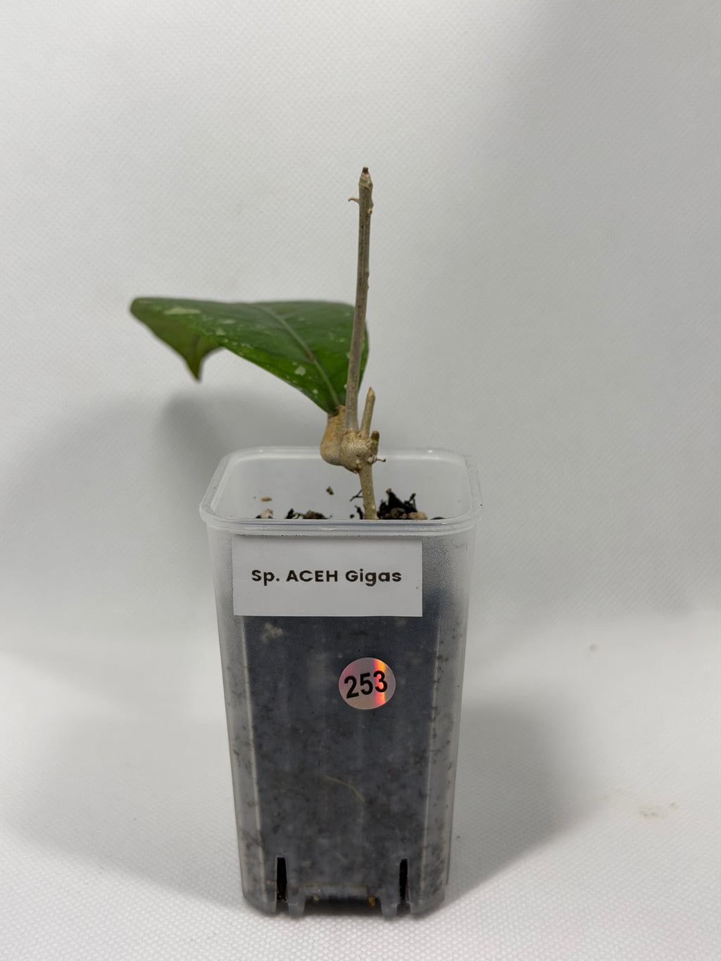 Sp. Aceh Gigas