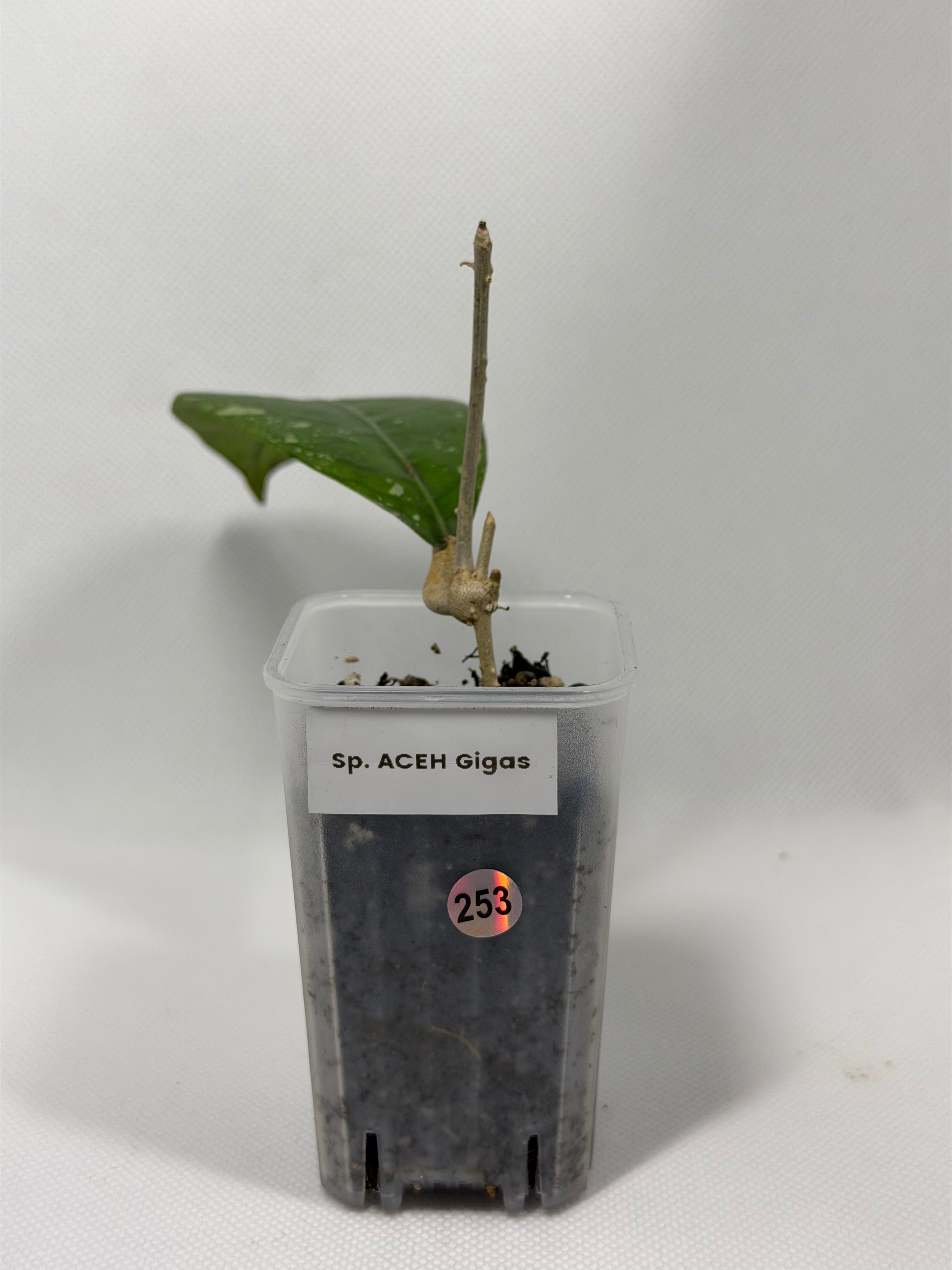 Sp. Aceh Gigas