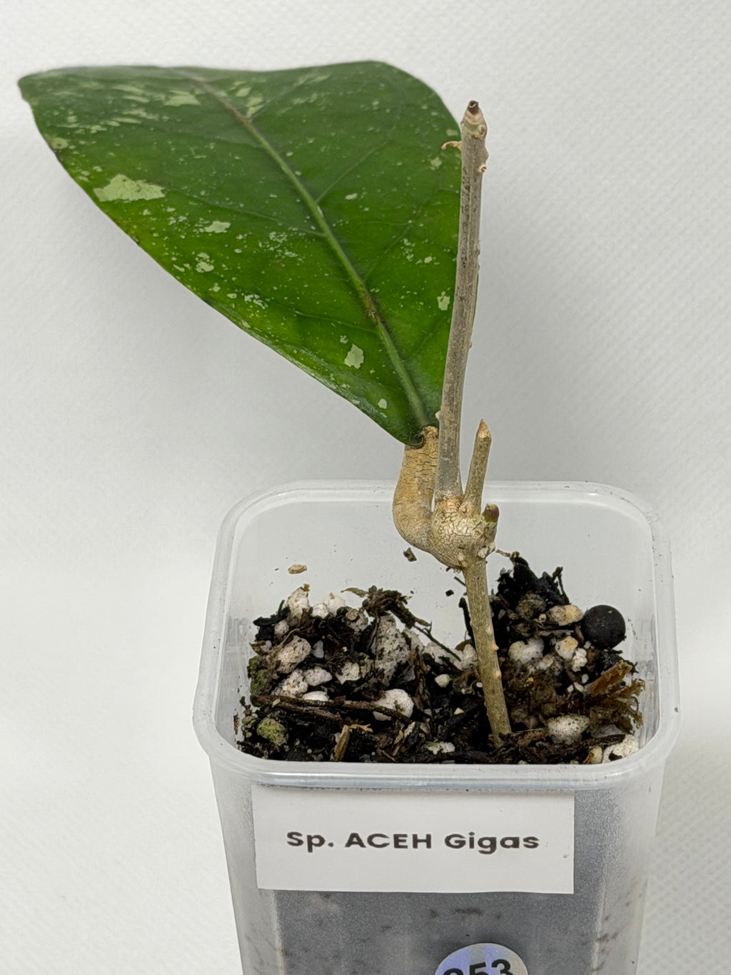 Sp. Aceh Gigas