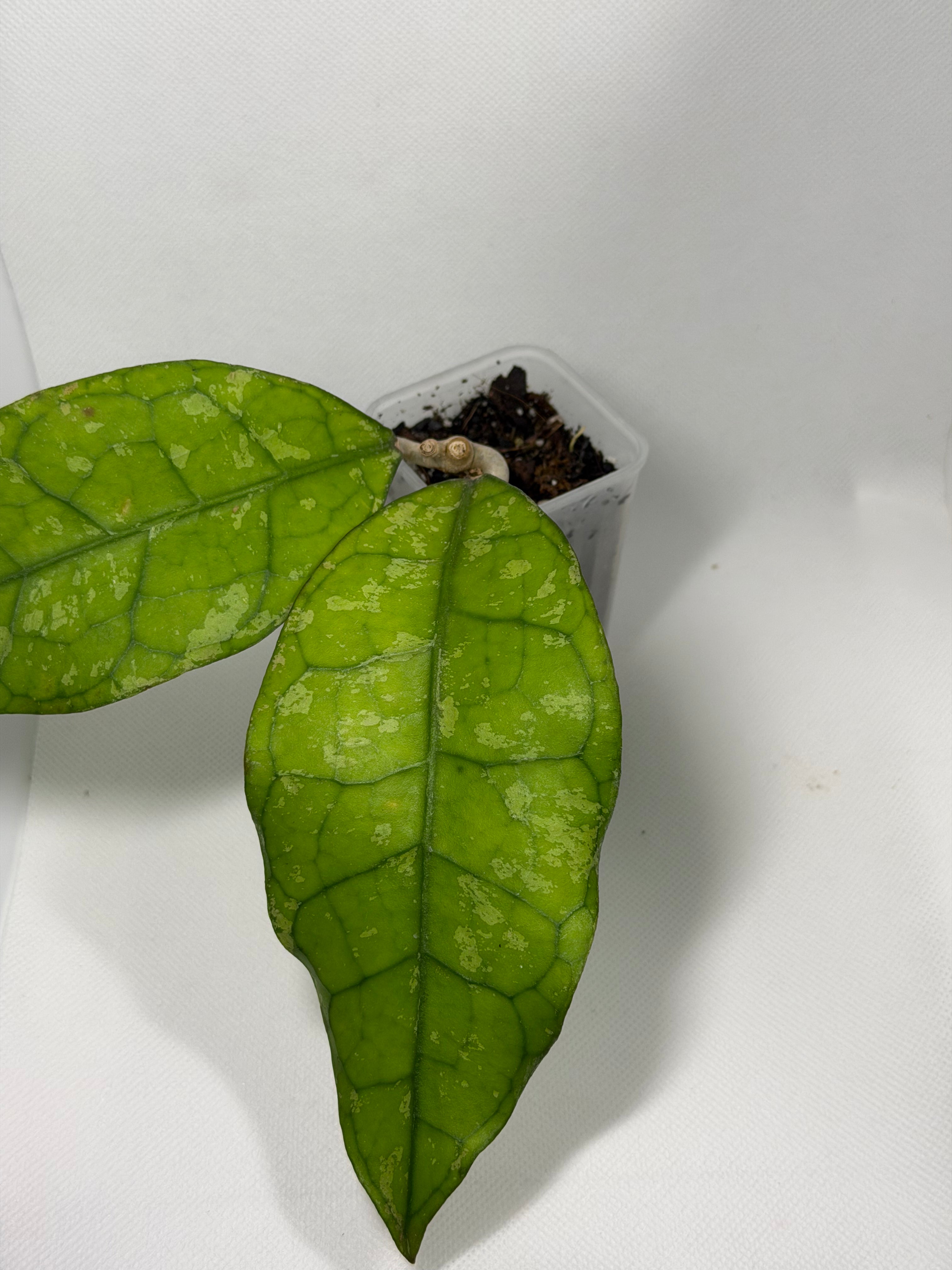Clemensiorum Borneo