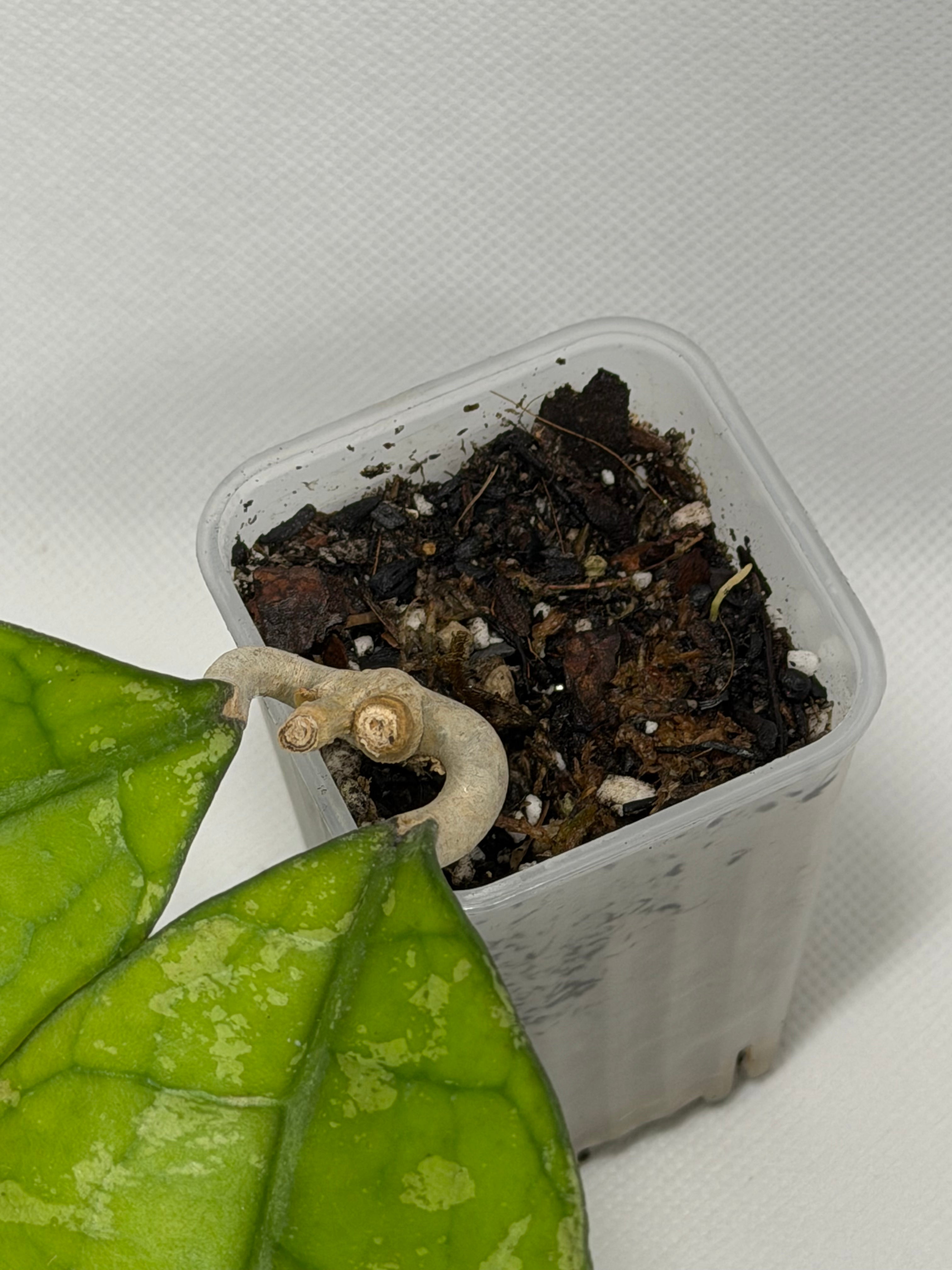 Clemensiorum Borneo