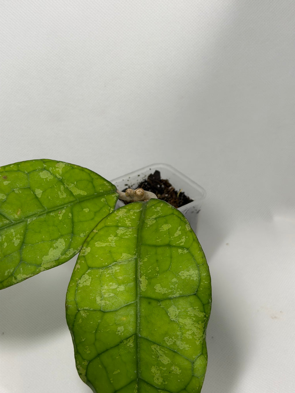 Clemensiorum Borneo