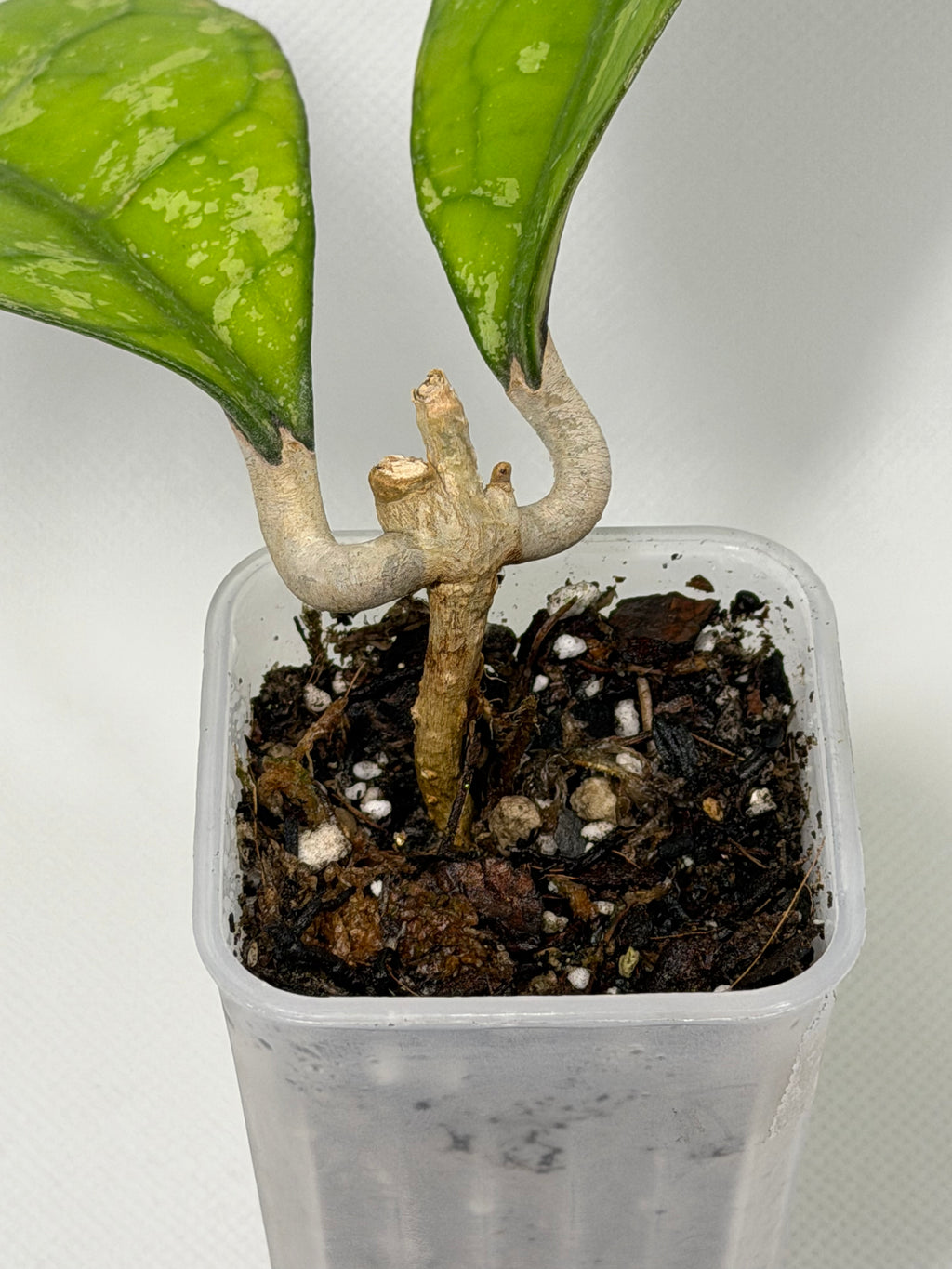 Clemensiorum Borneo