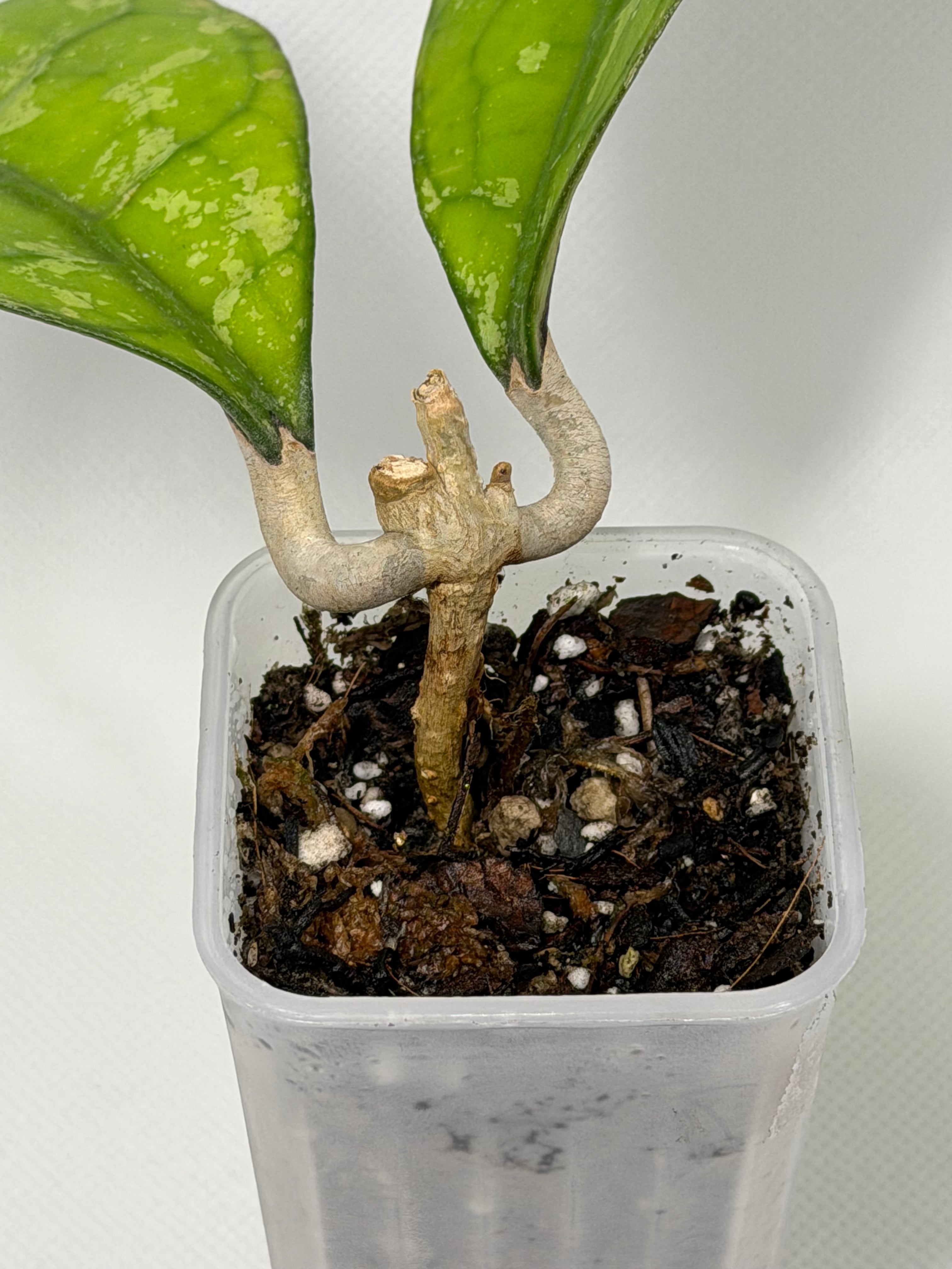 Clemensiorum Borneo