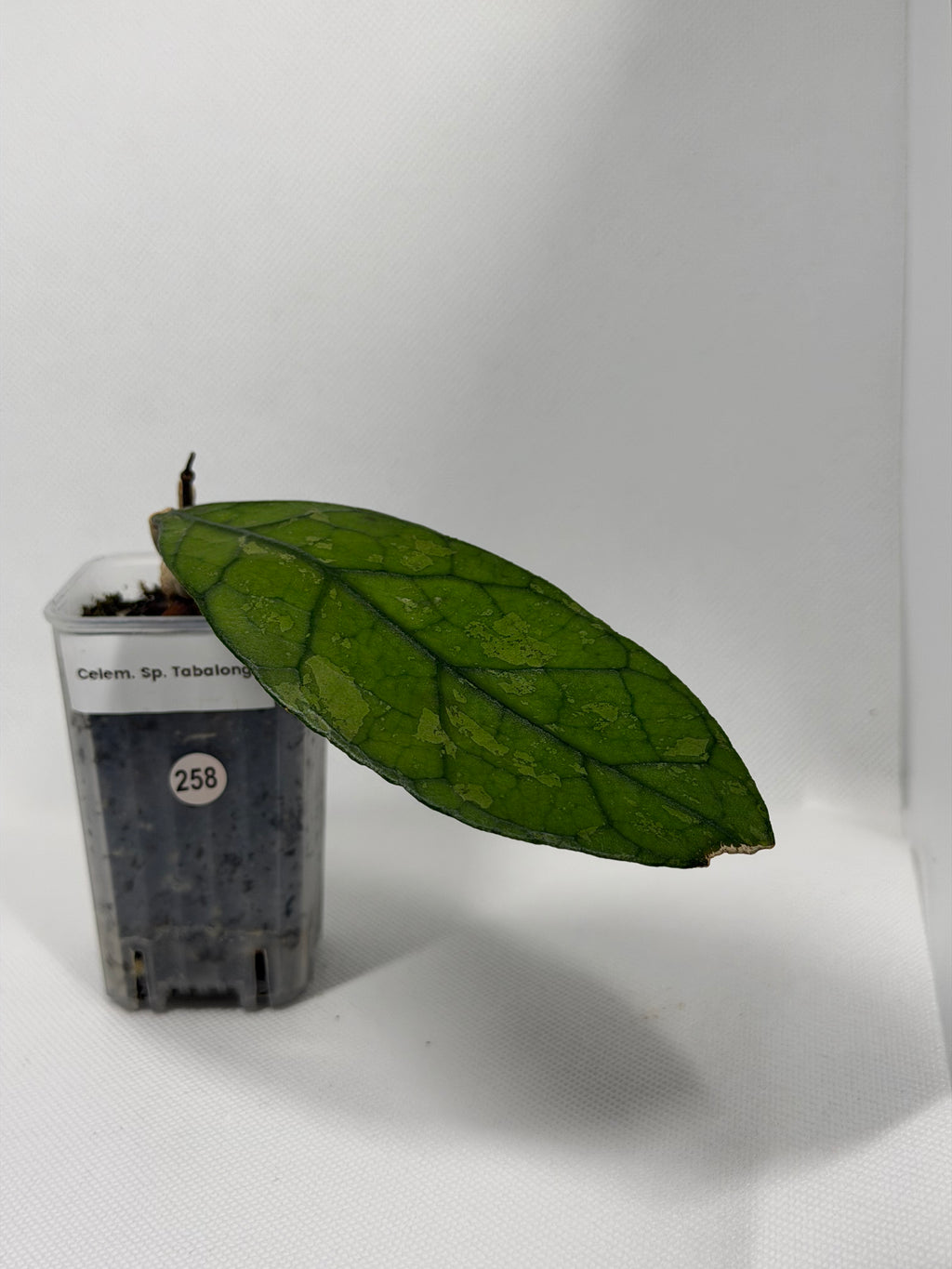 Clemensiorum Sp. Tabalong