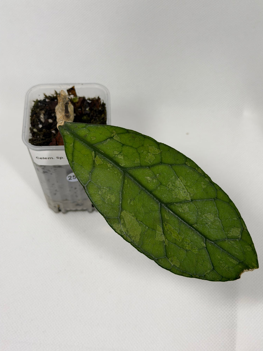 Clemensiorum Sp. Tabalong