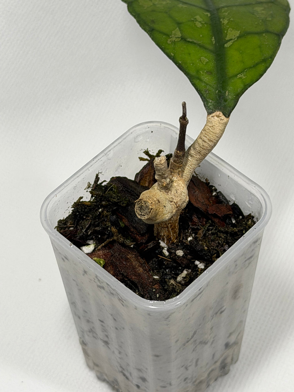 Clemensiorum Sp. Tabalong