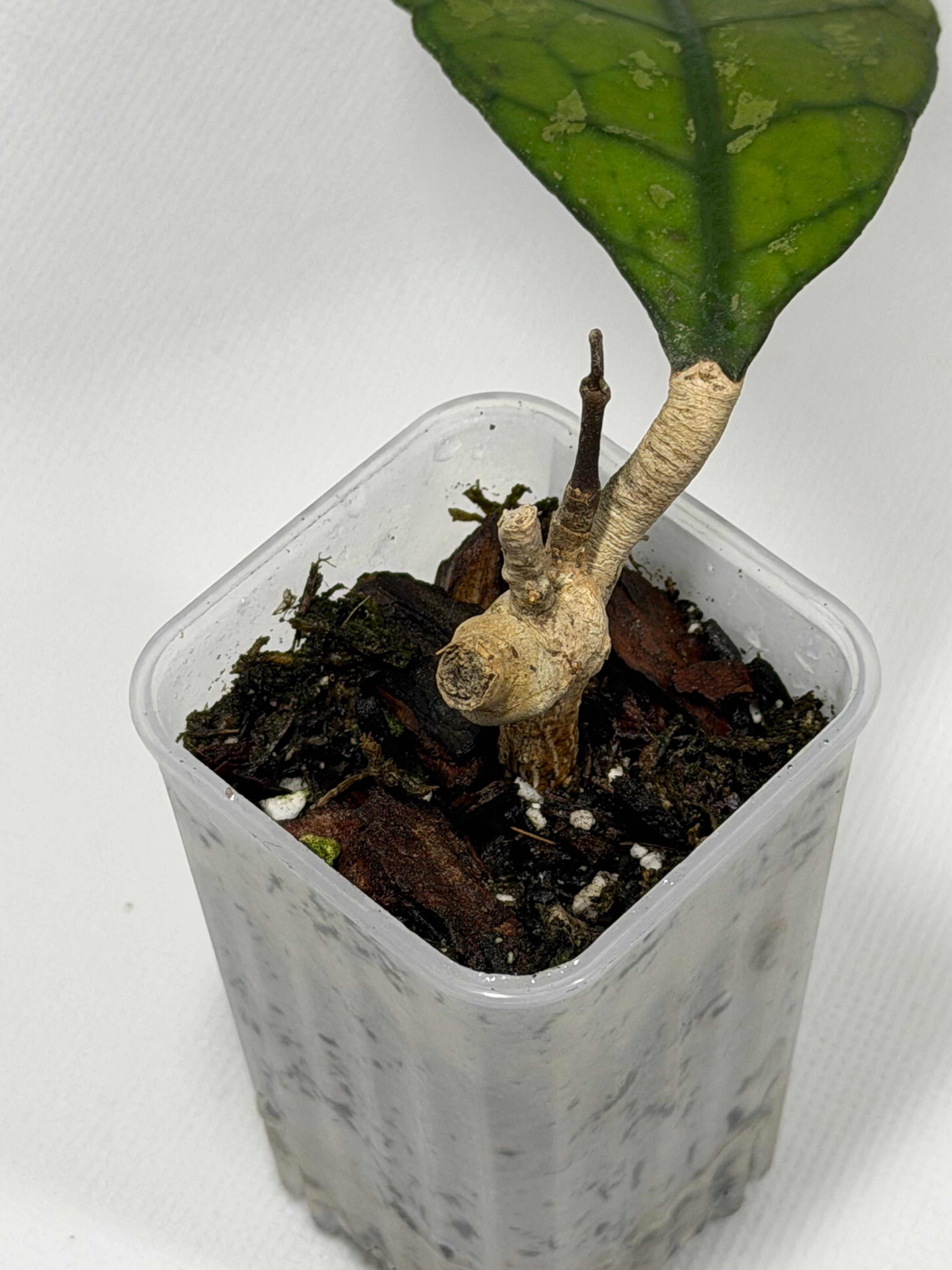 Clemensiorum Sp. Tabalong