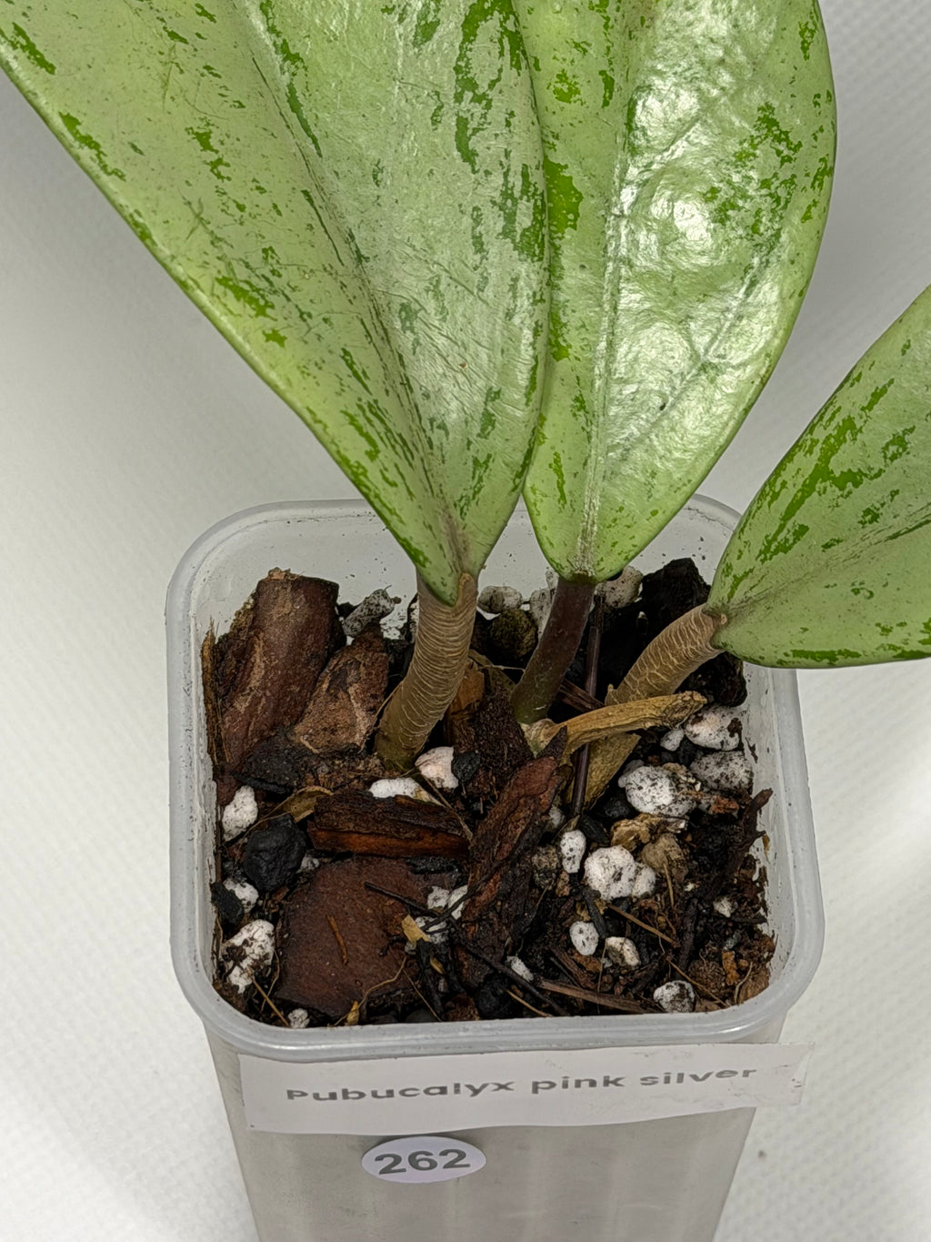 Publicalyx Pink Silver