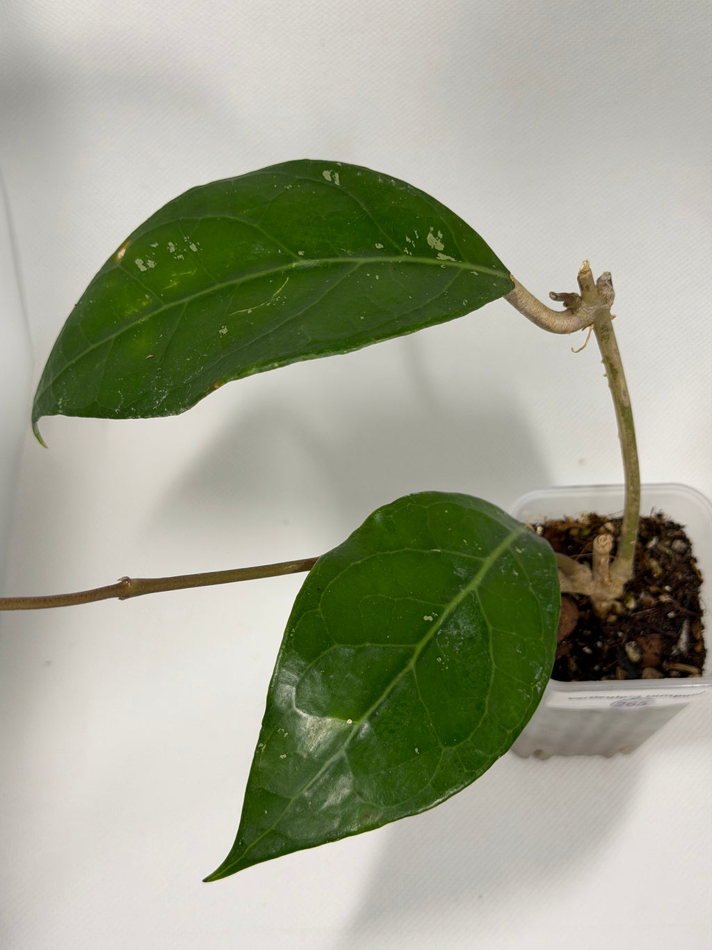 Verticullata Lumpung