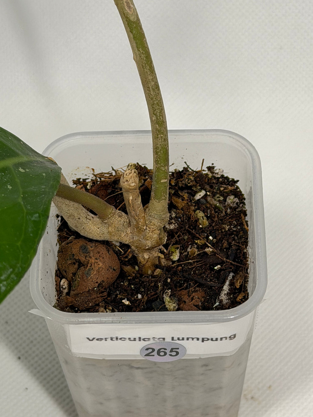 Verticullata Lumpung
