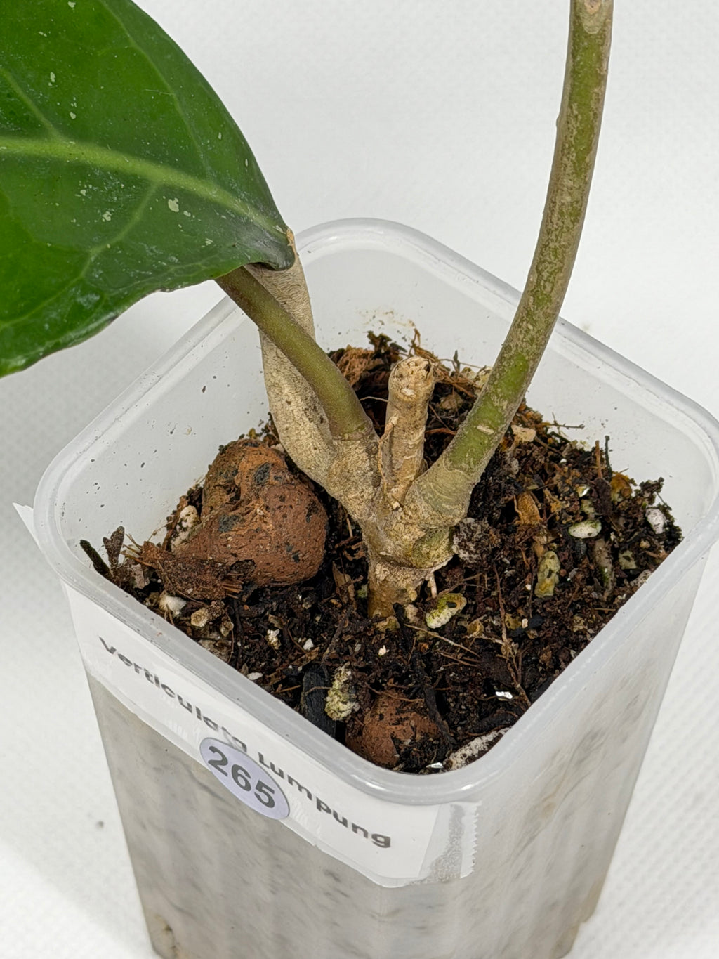 Verticullata Lumpung