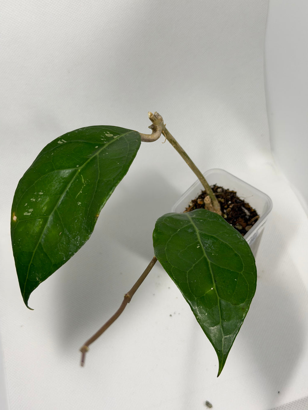 Verticullata Lumpung