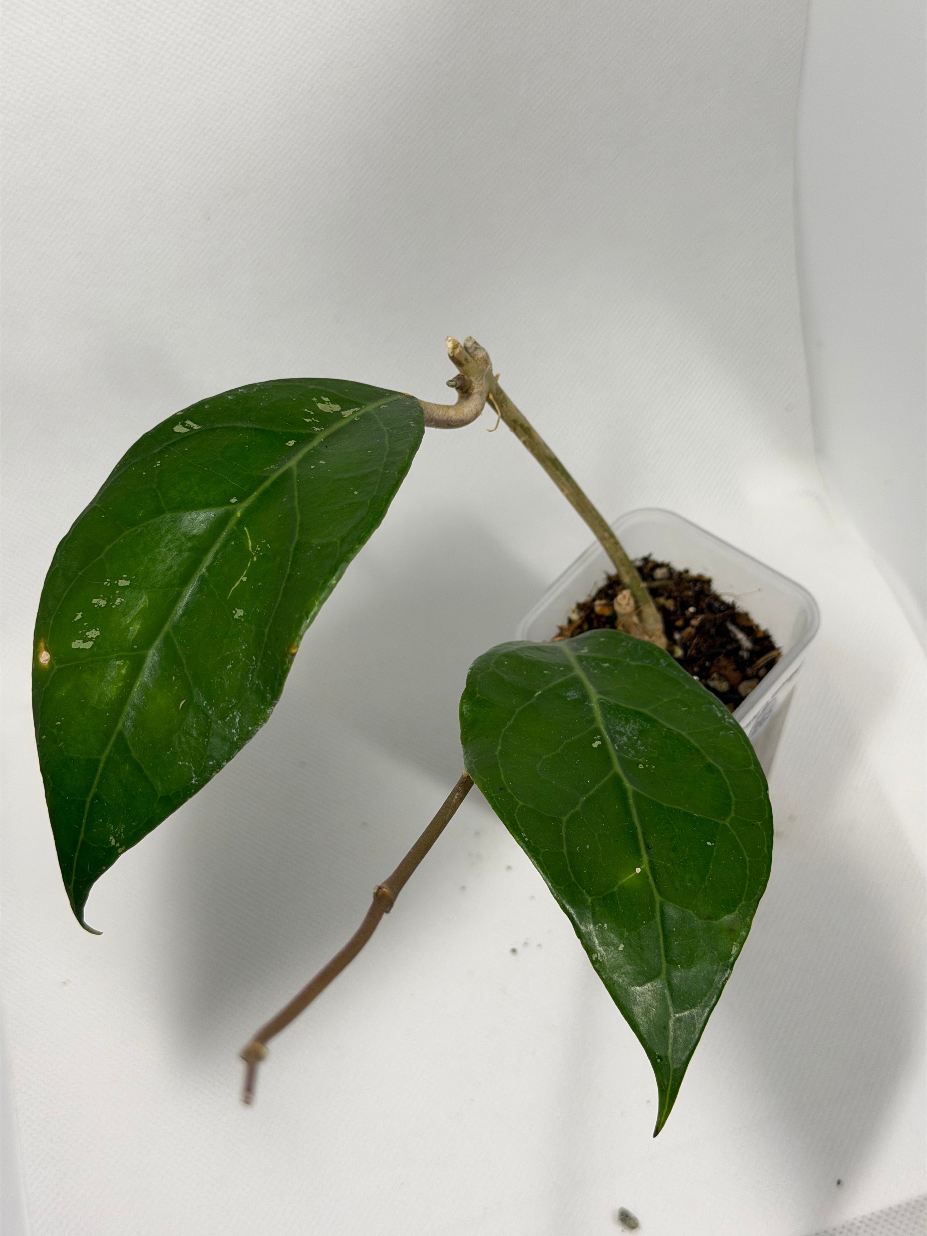 Verticullata Lumpung