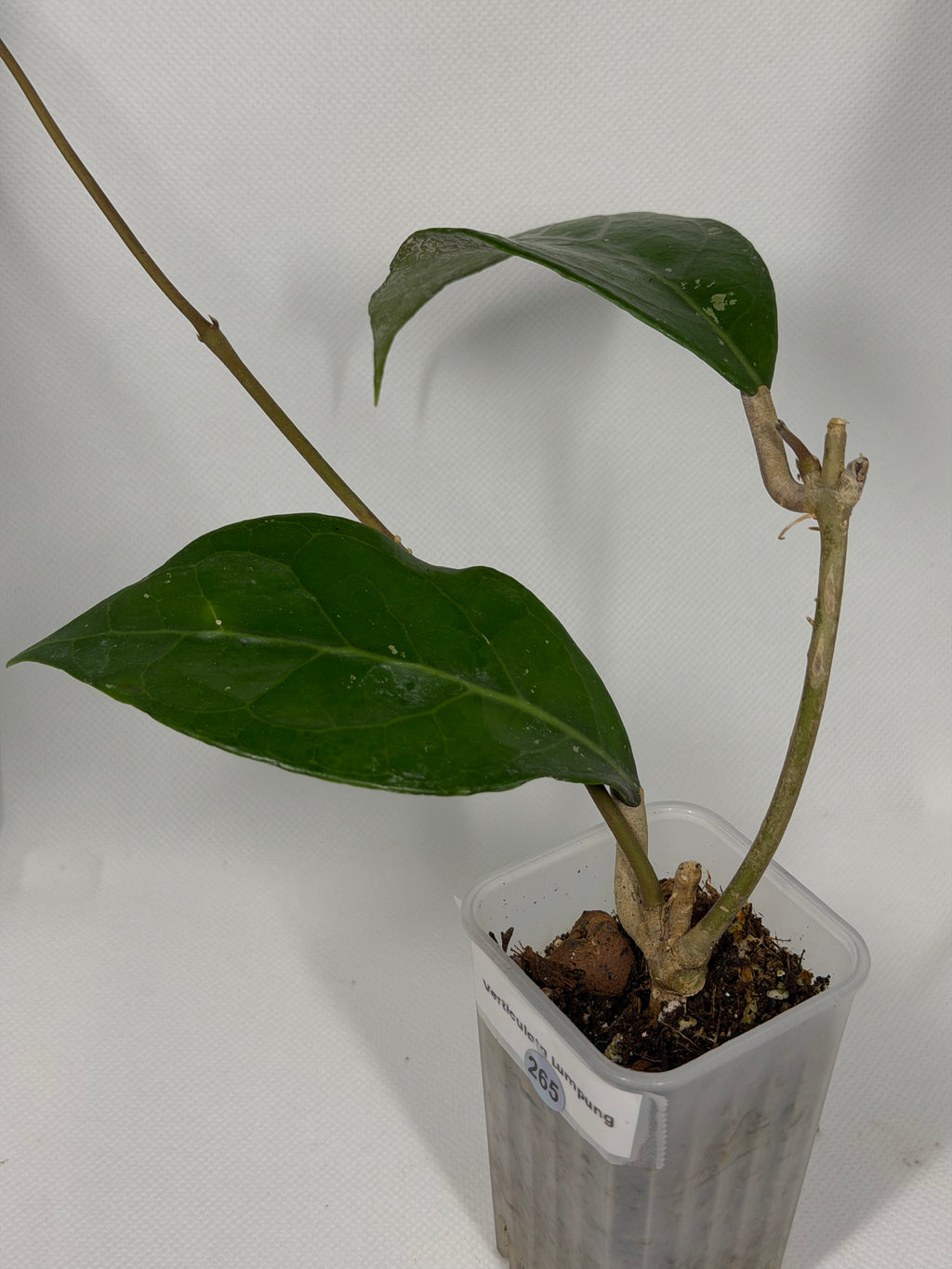 Verticullata Lumpung