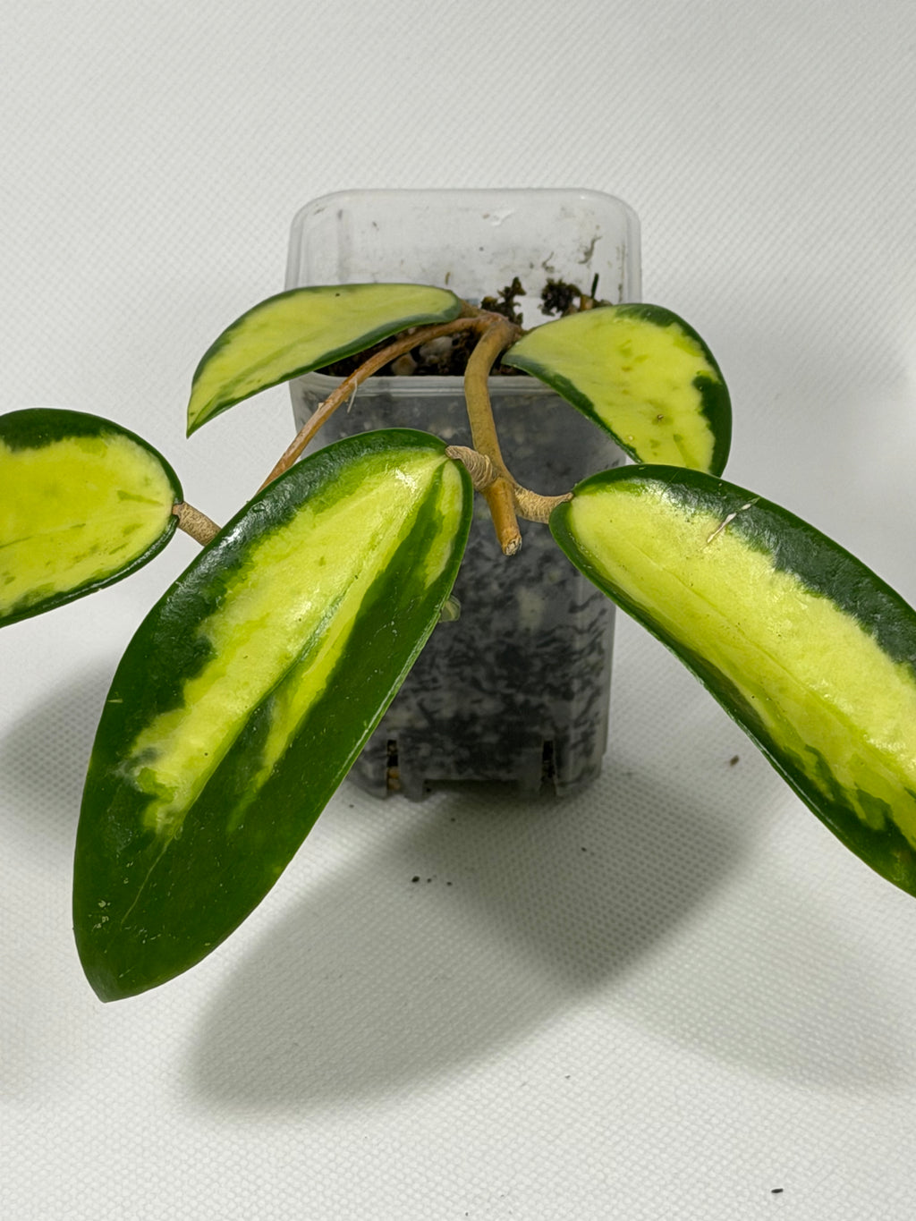 Acuta 'Inner Variegated'