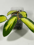 Acuta 'Inner Variegated'