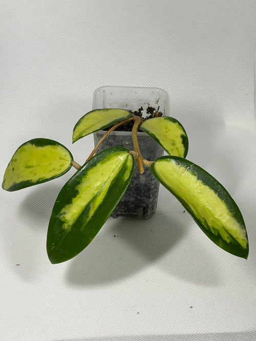 Acuta 'Inner Variegated'