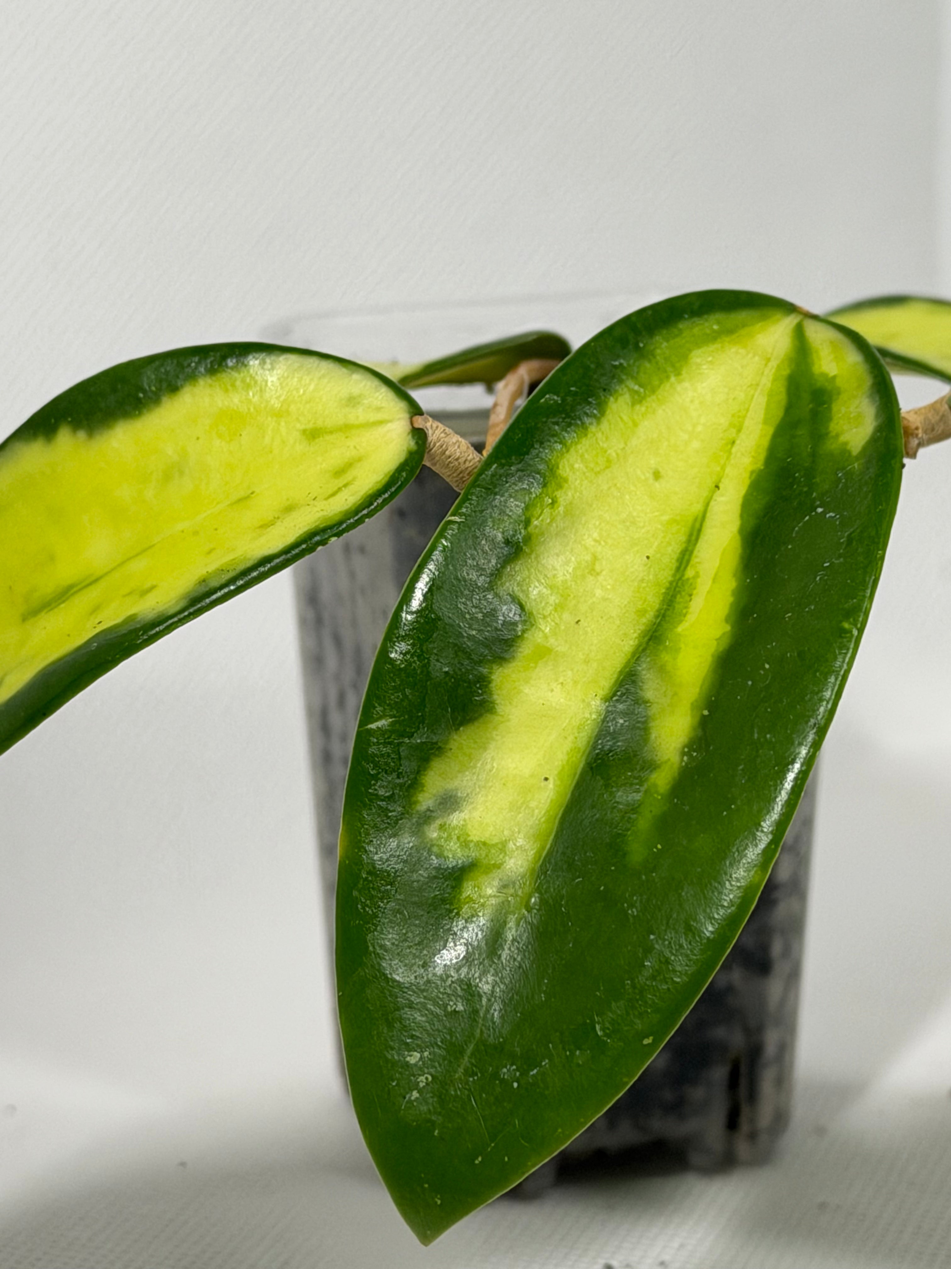 Acuta 'Inner Variegated'
