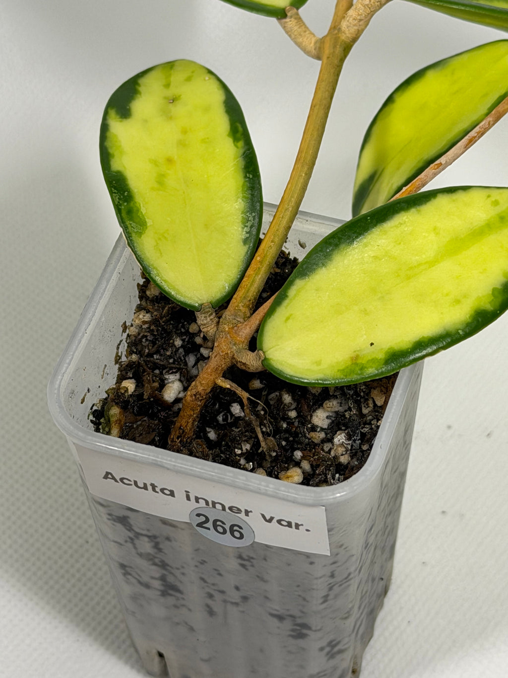 Acuta 'Inner Variegated'
