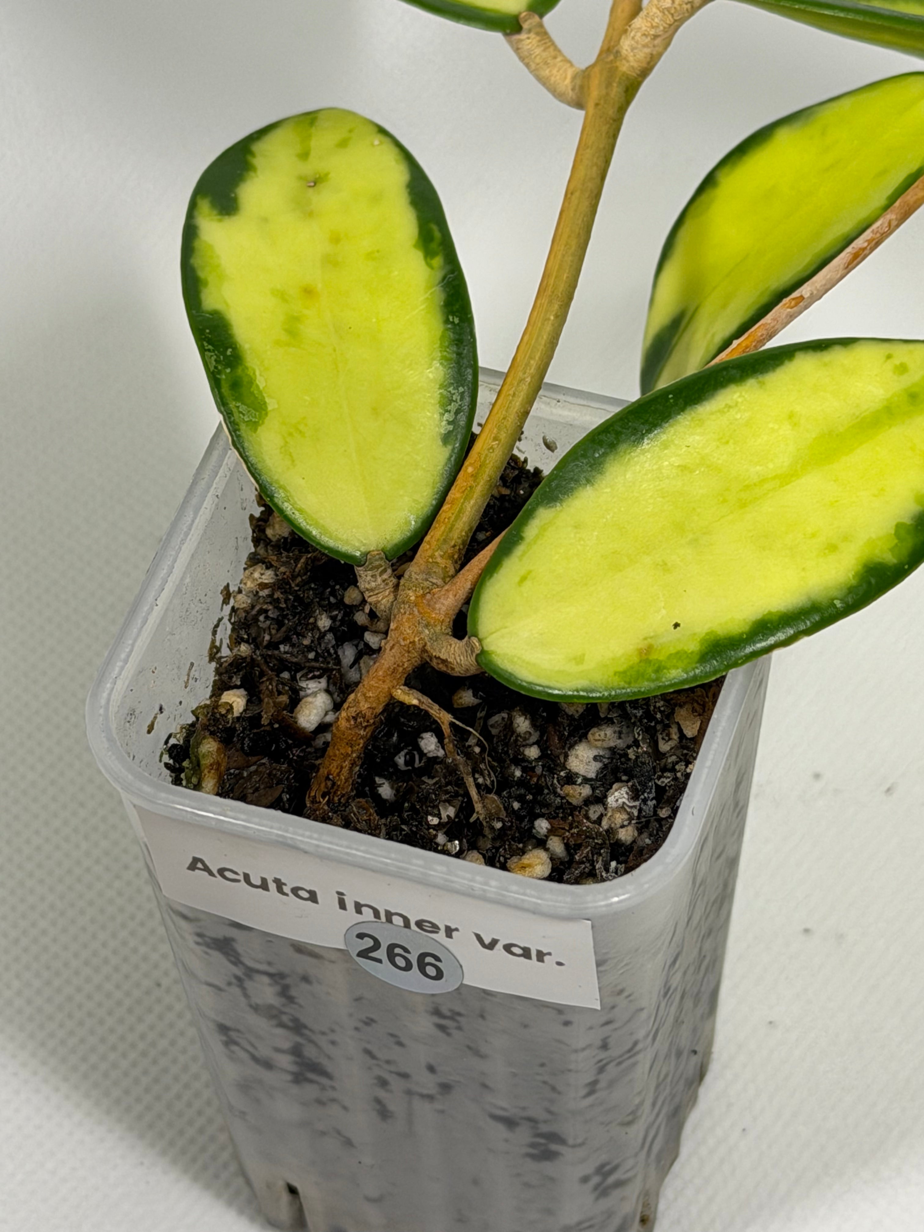 Acuta 'Inner Variegated'