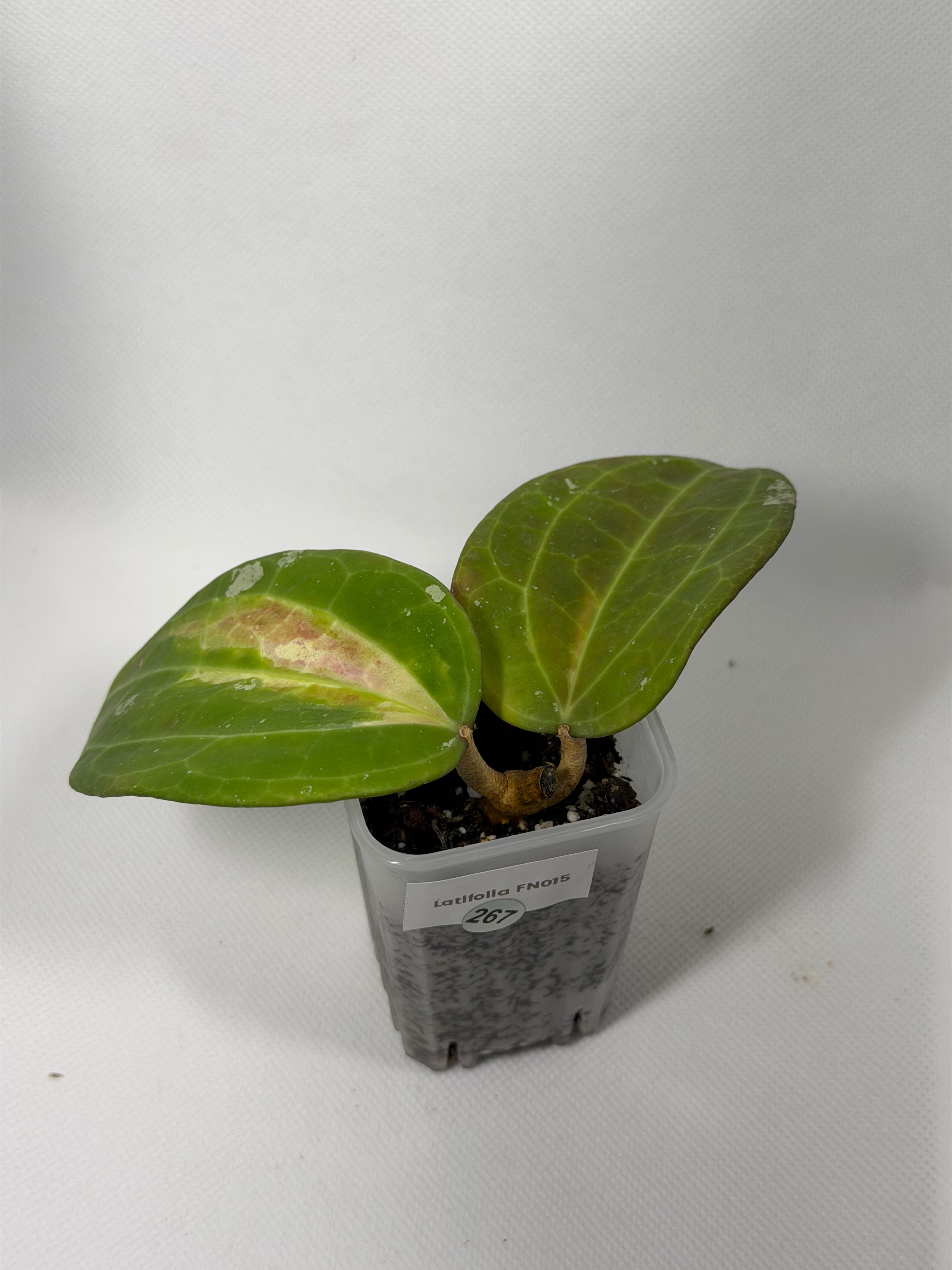 Latifolia FN015