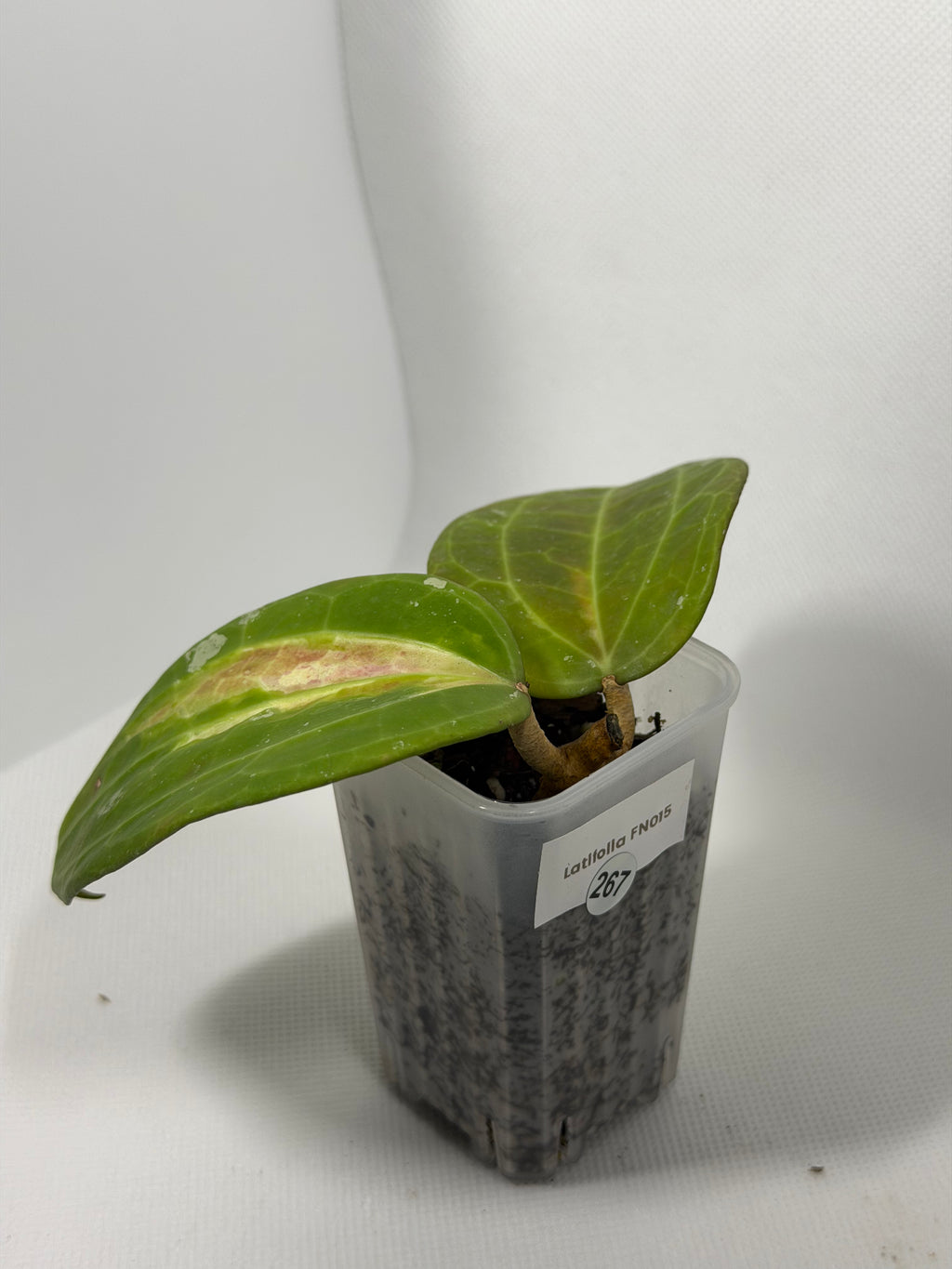 Latifolia FN015