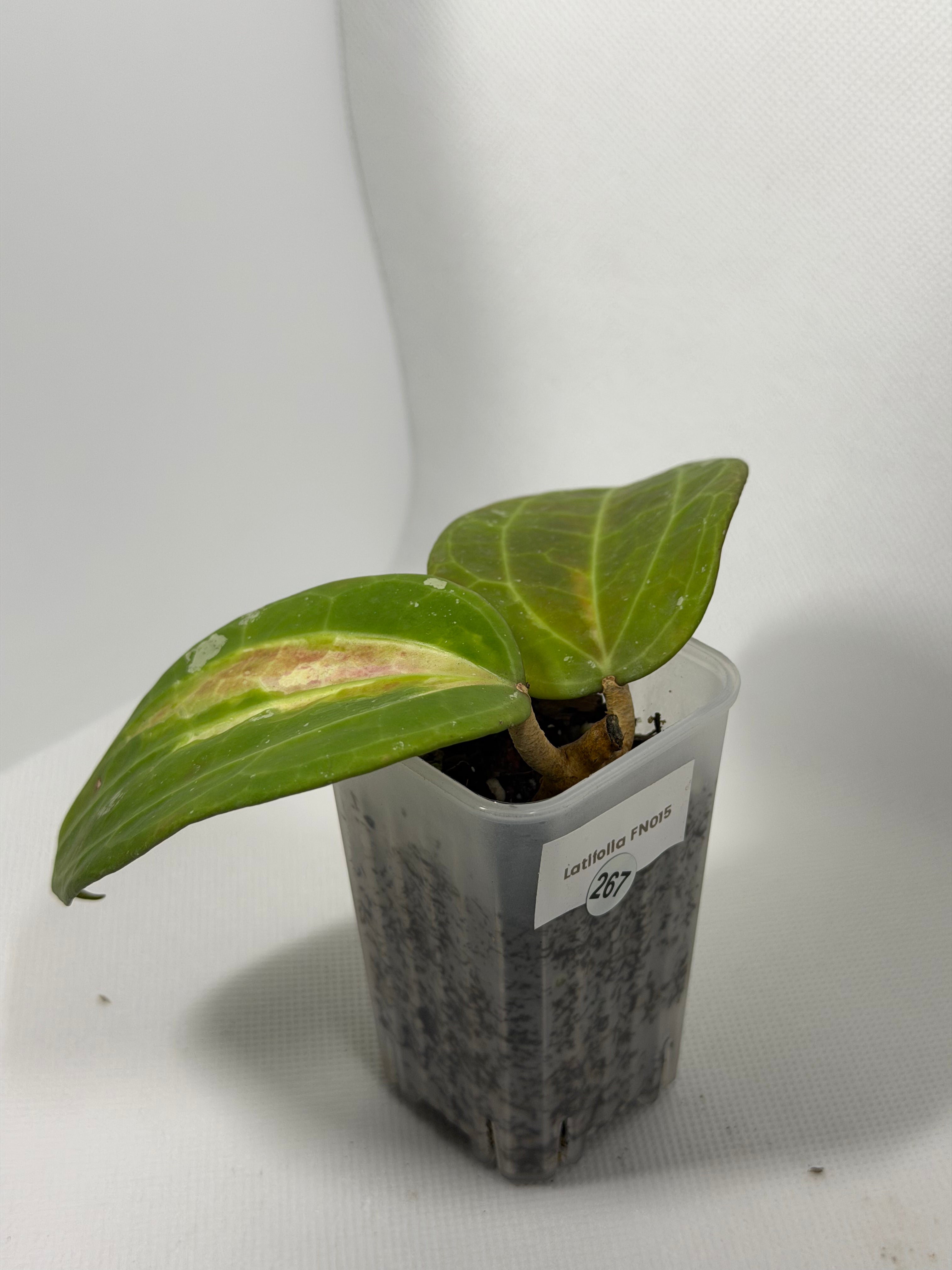 Latifolia FN015