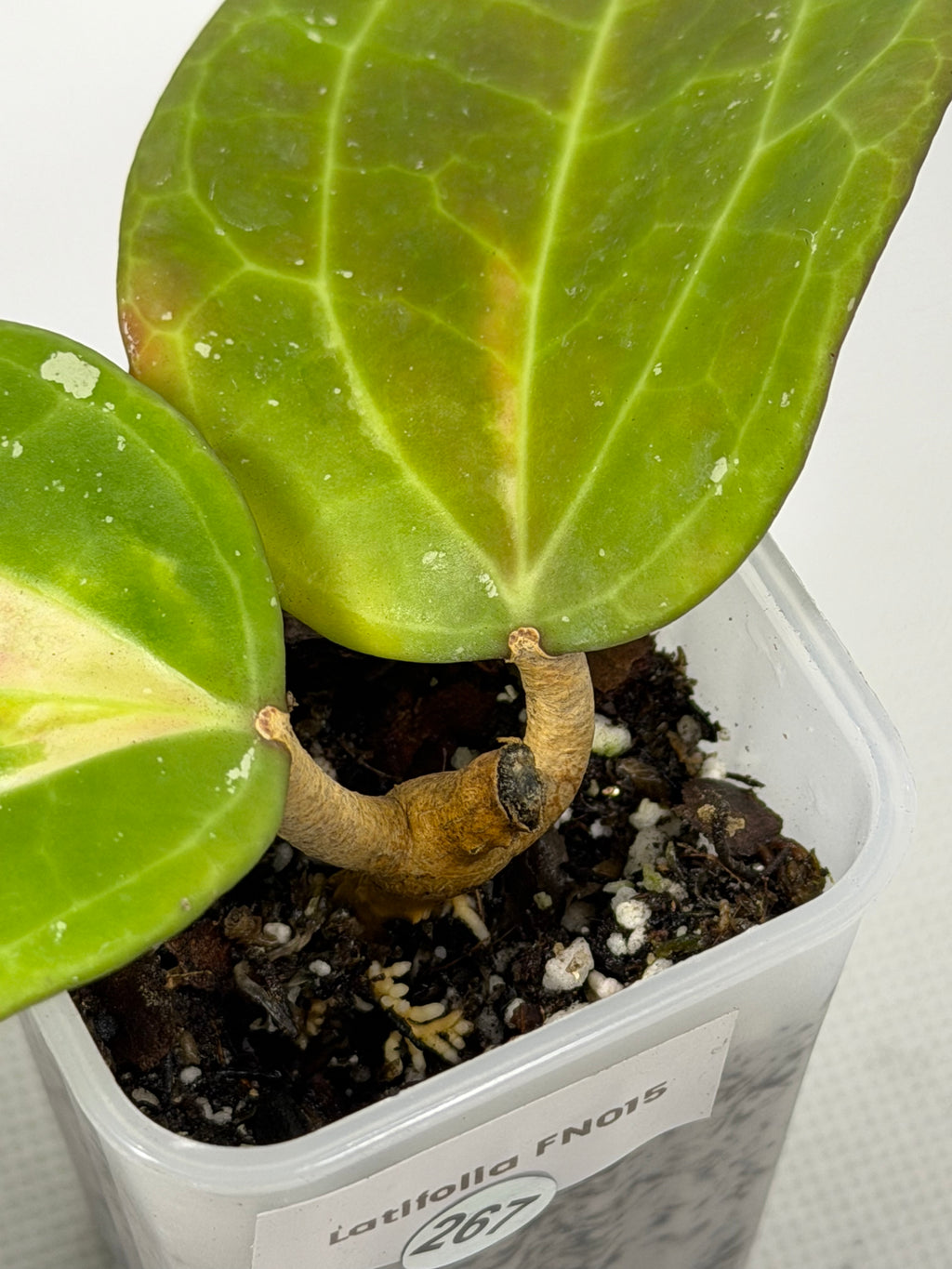 Latifolia FN015