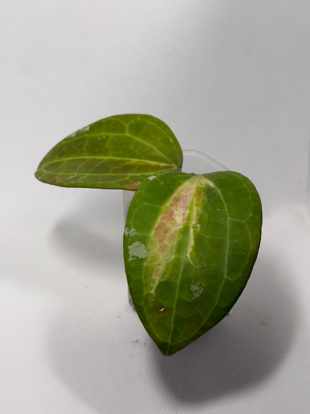 Latifolia FN015