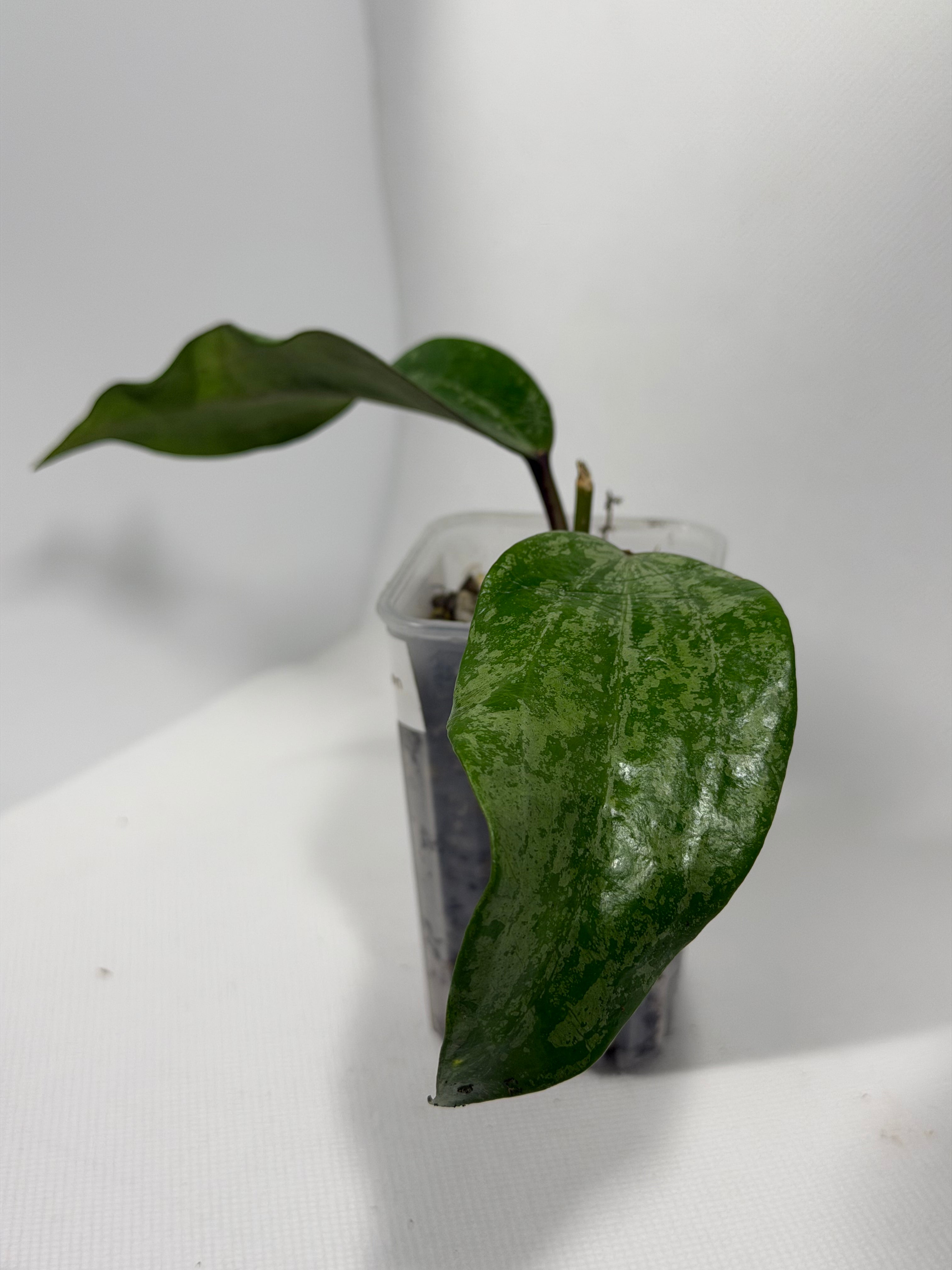 Latifolia Snow Queen