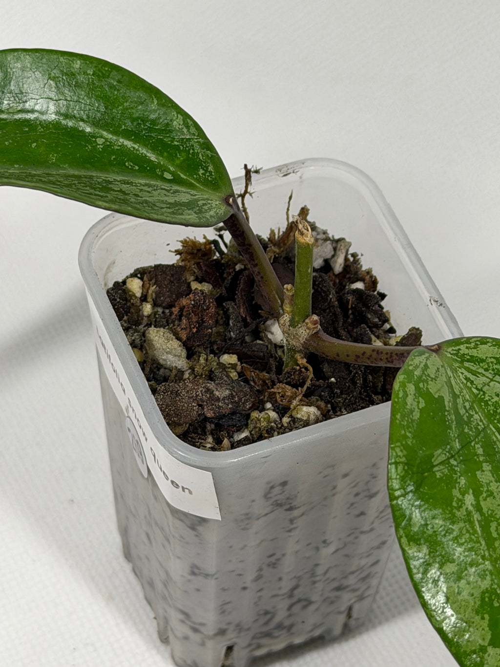 Latifolia Snow Queen