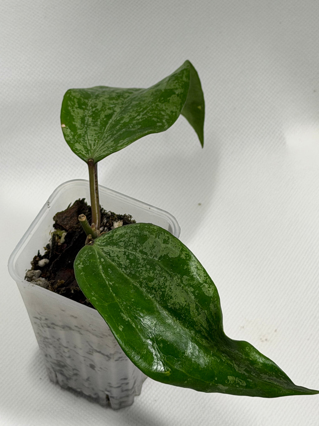 Latifolia Snow Queen