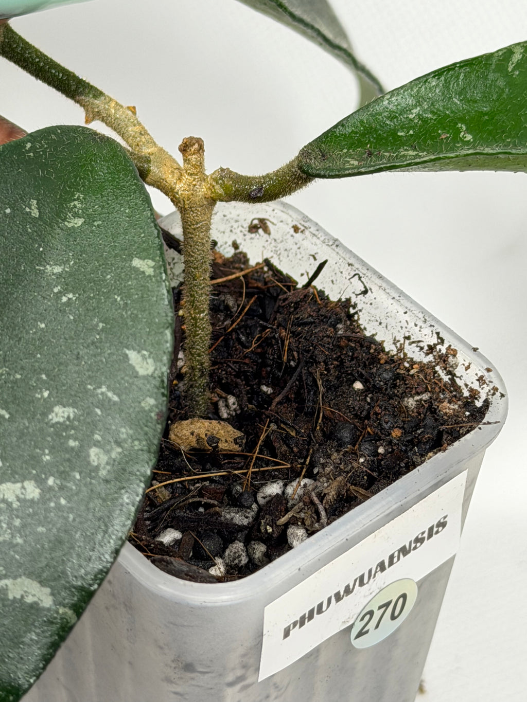 Phuwuaensis
