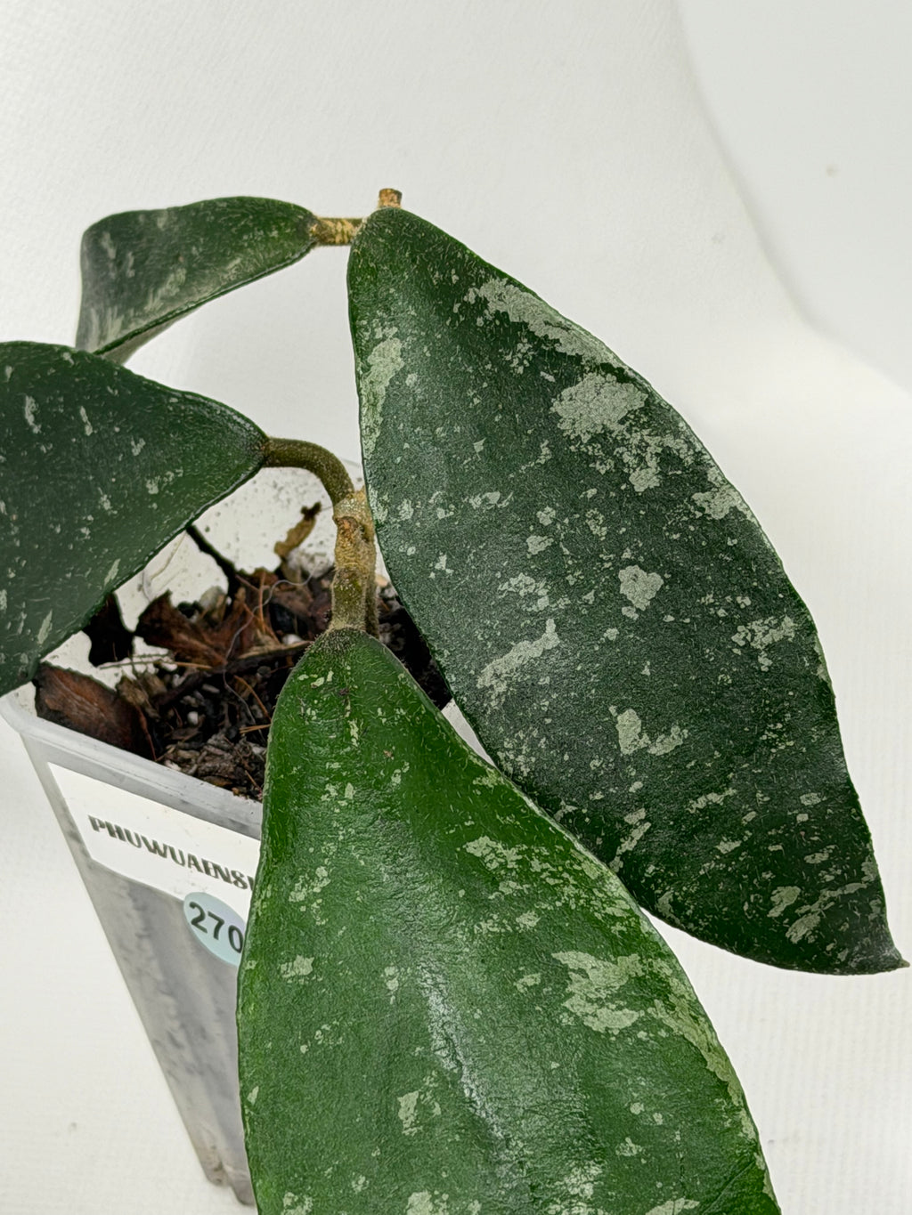 Phuwuaensis