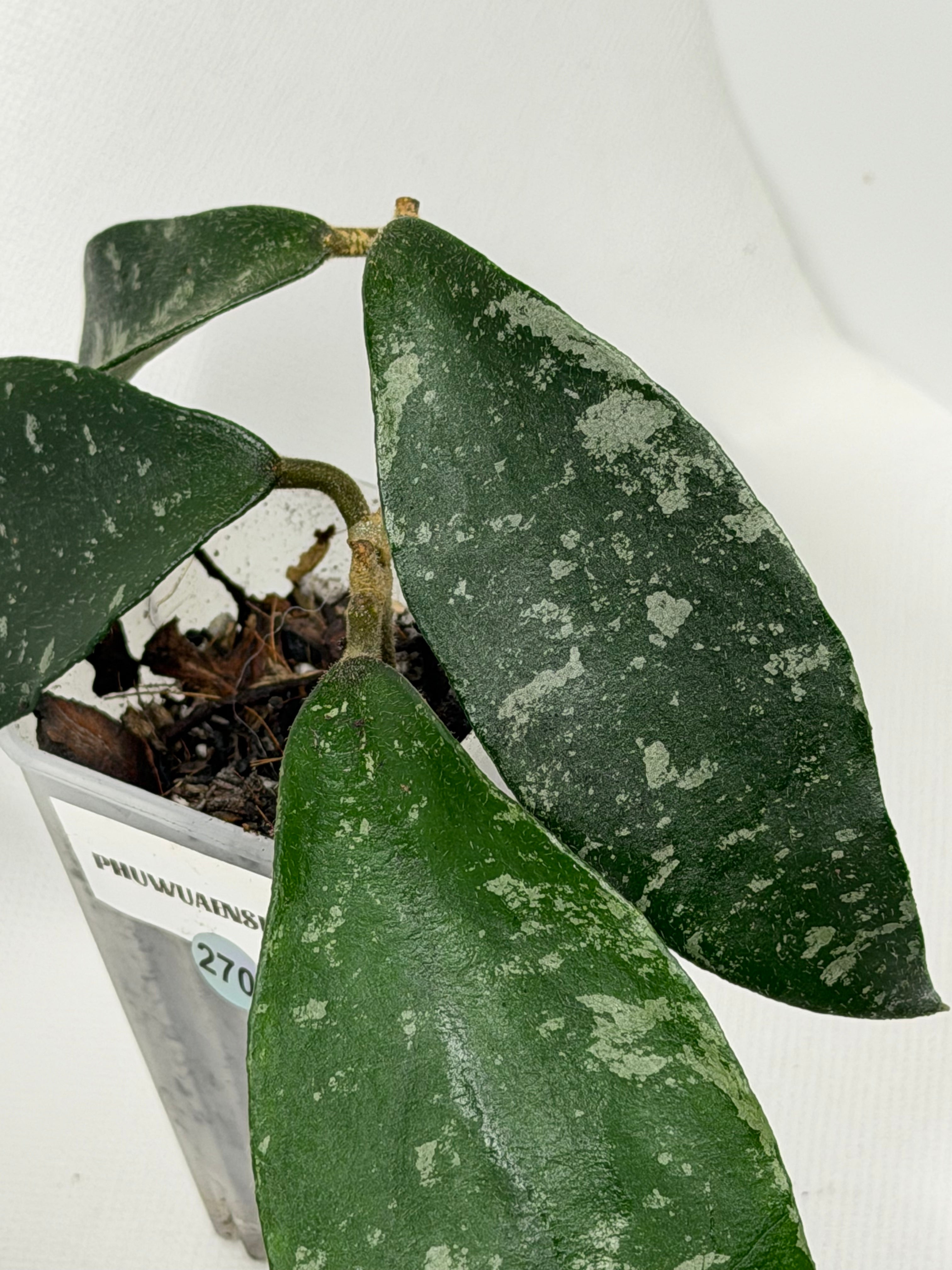 Phuwuaensis