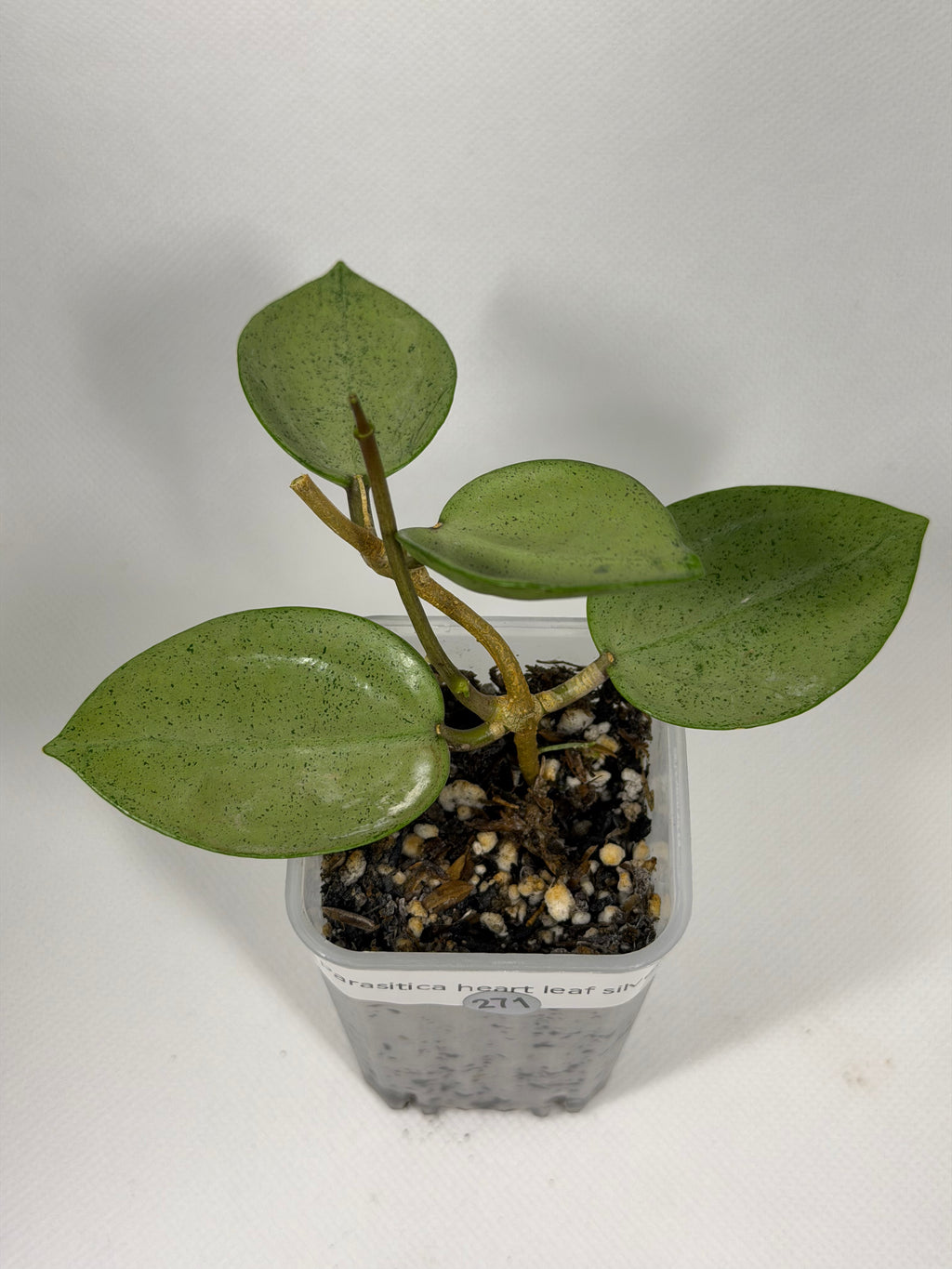 Parasitica Heart Leaf Silver