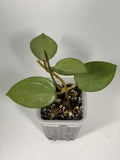 Parasitica Heart Leaf Silver
