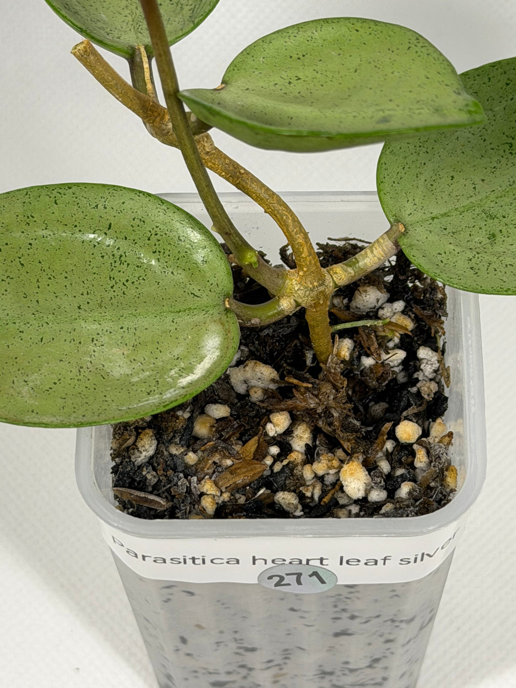Parasitica Heart Leaf Silver