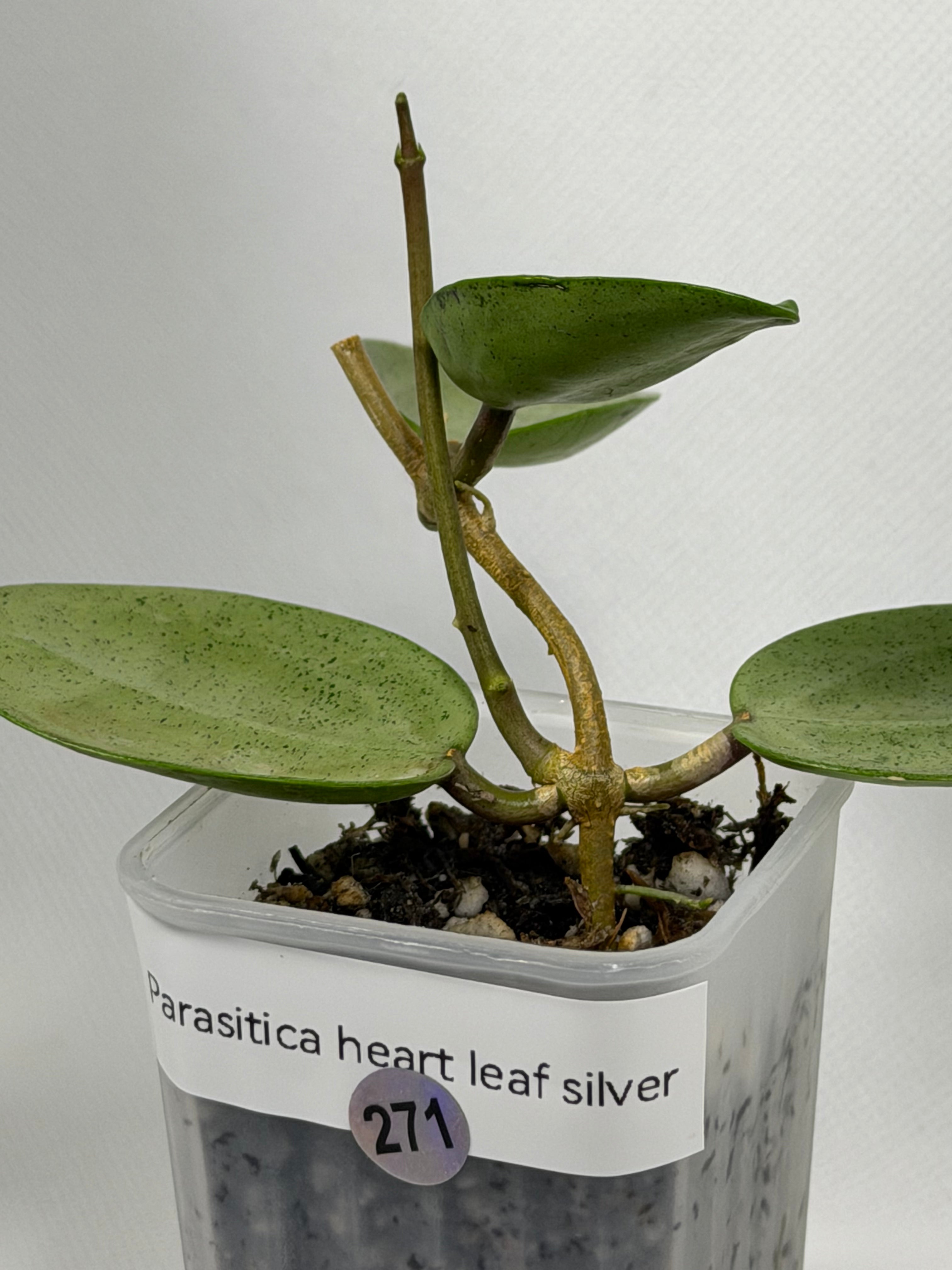 Parasitica Heart Leaf Silver